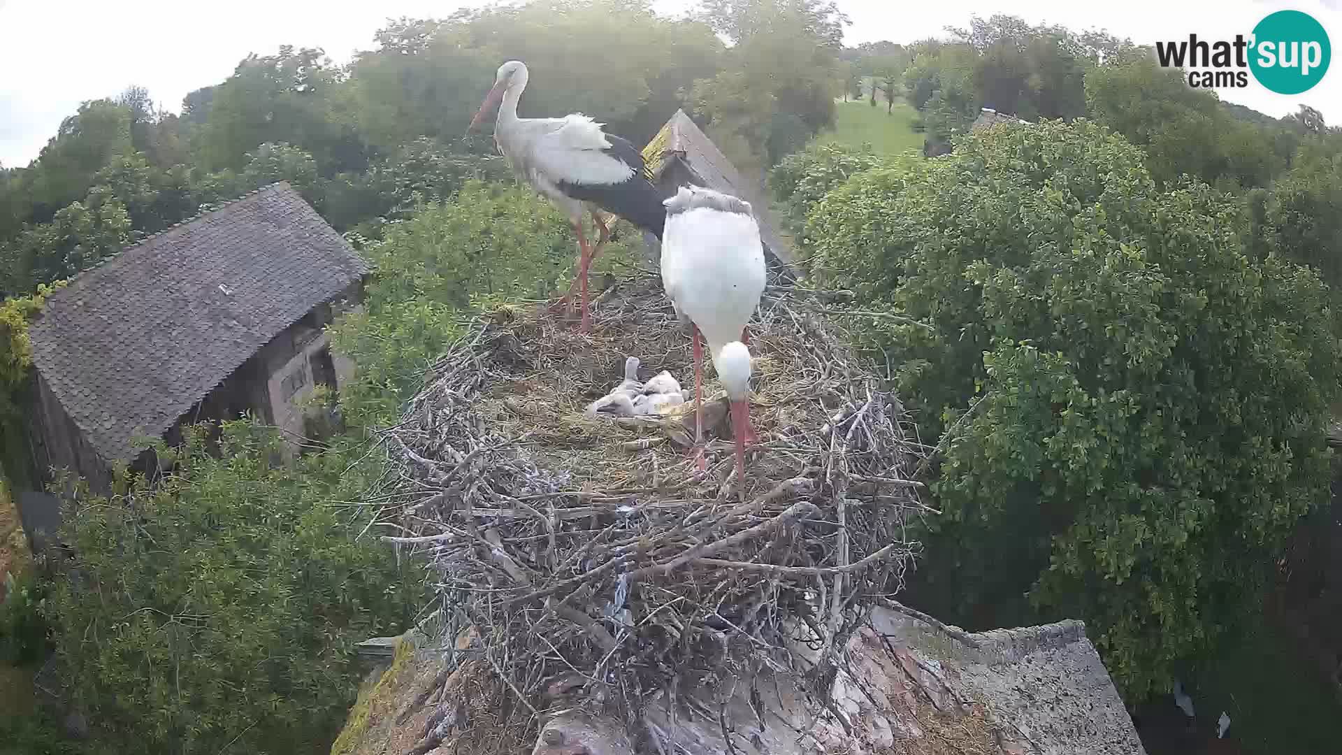Webcam Europäisches Storchendorf – Naturpark Lonjsko polje