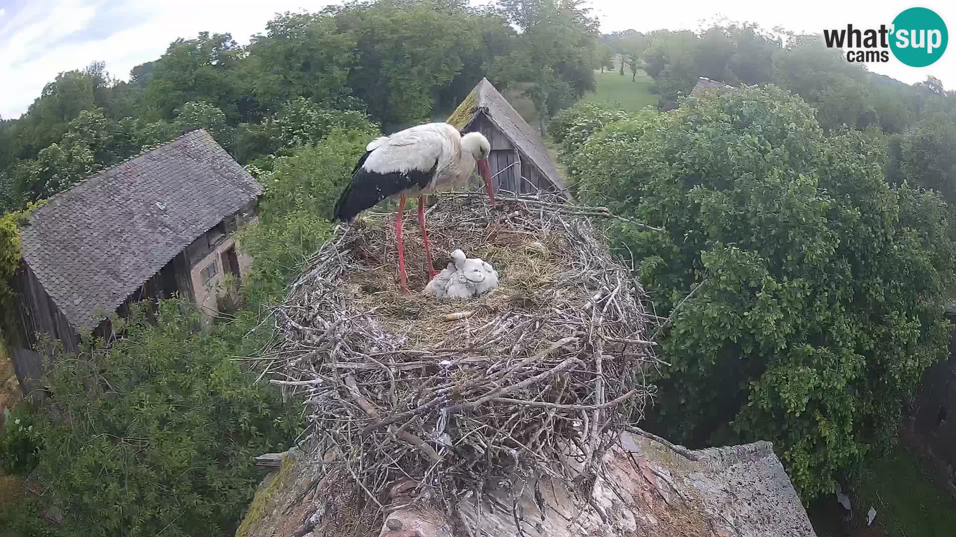 Webcam Europäisches Storchendorf – Naturpark Lonjsko polje