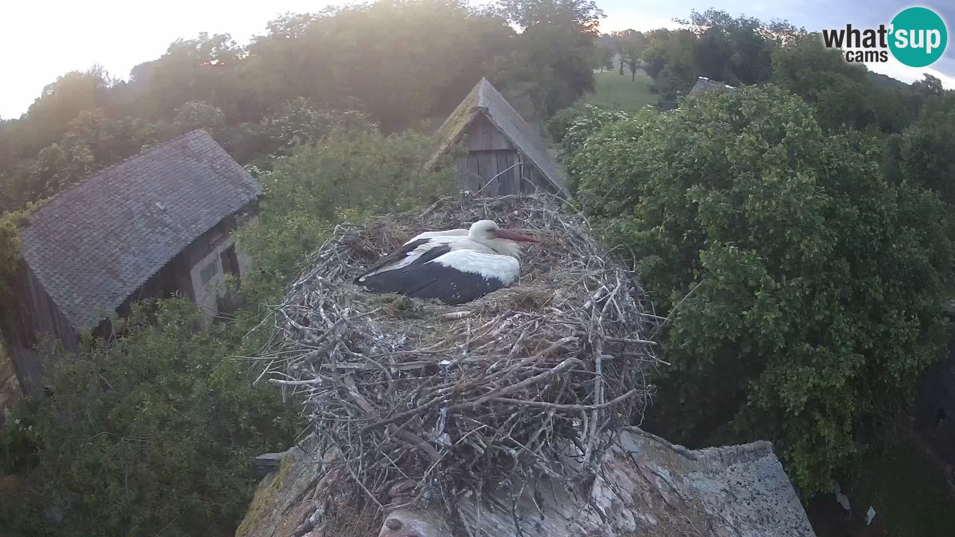 Webcam Europäisches Storchendorf – Naturpark Lonjsko polje