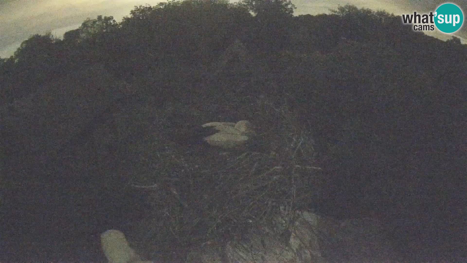 Live webcam European stork village – Lonjsko polje Nature Park