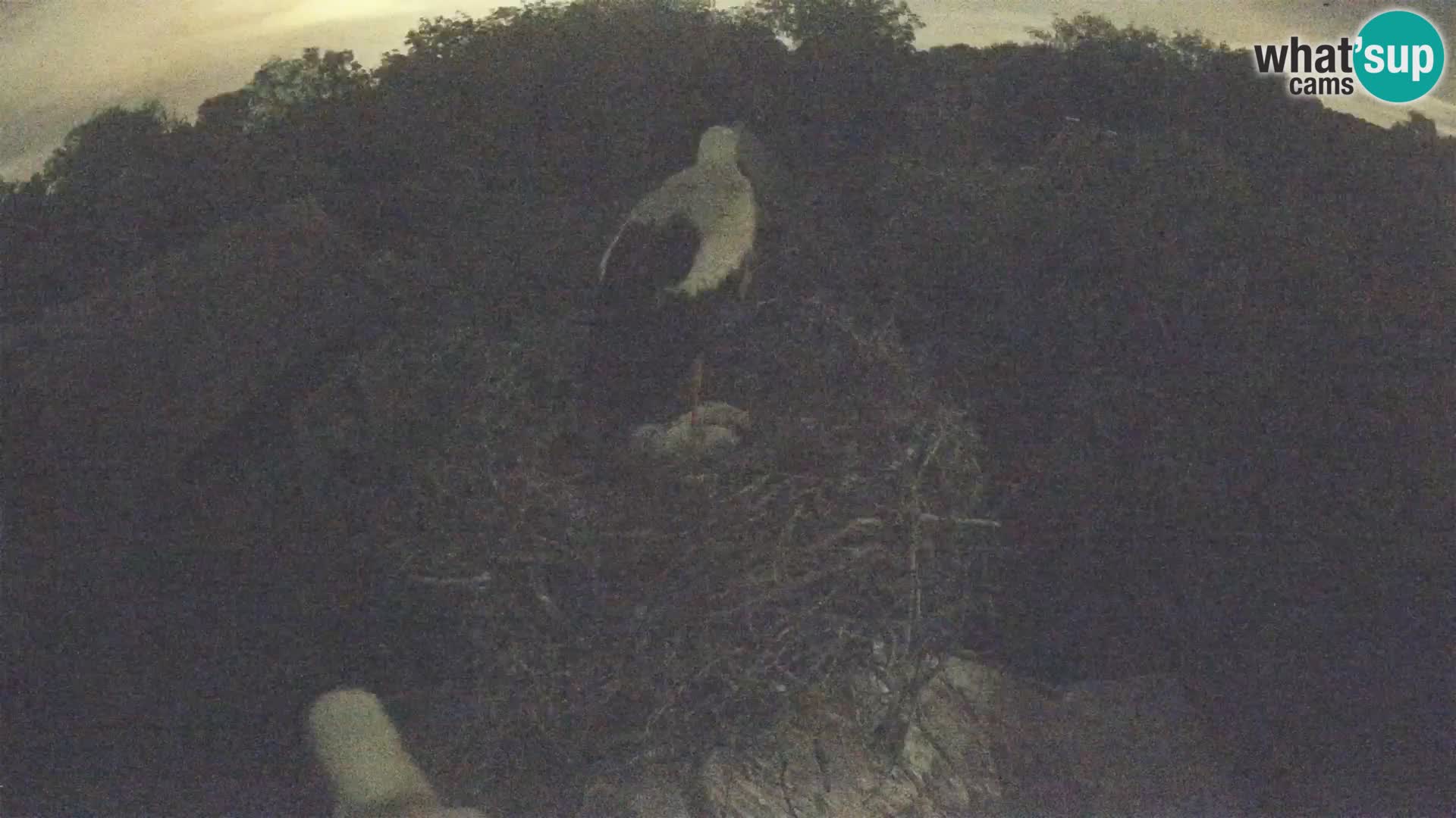 Village européen de cigognes webcam Parc naturel de Lonjsko polje