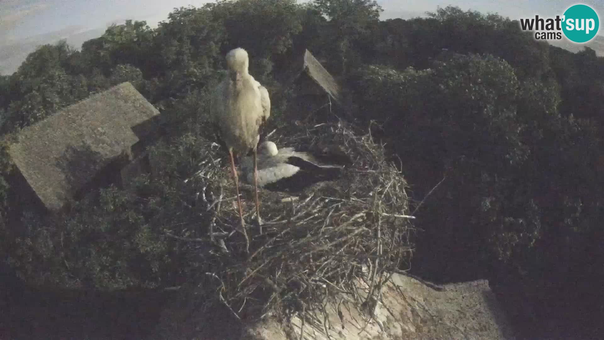 Village européen de cigognes webcam Parc naturel de Lonjsko polje