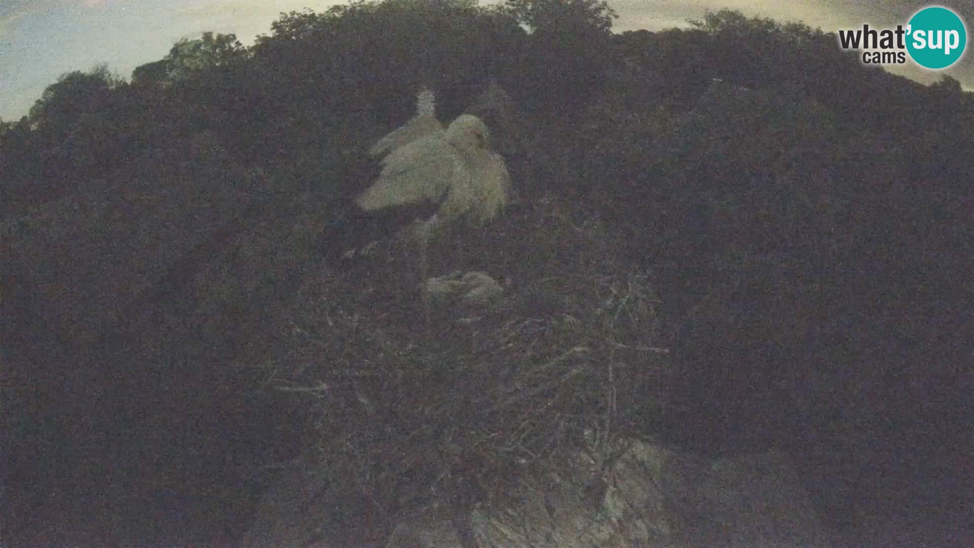 Villaggio delle cicogne europee webcam Parco naturale di Lonjsko polje