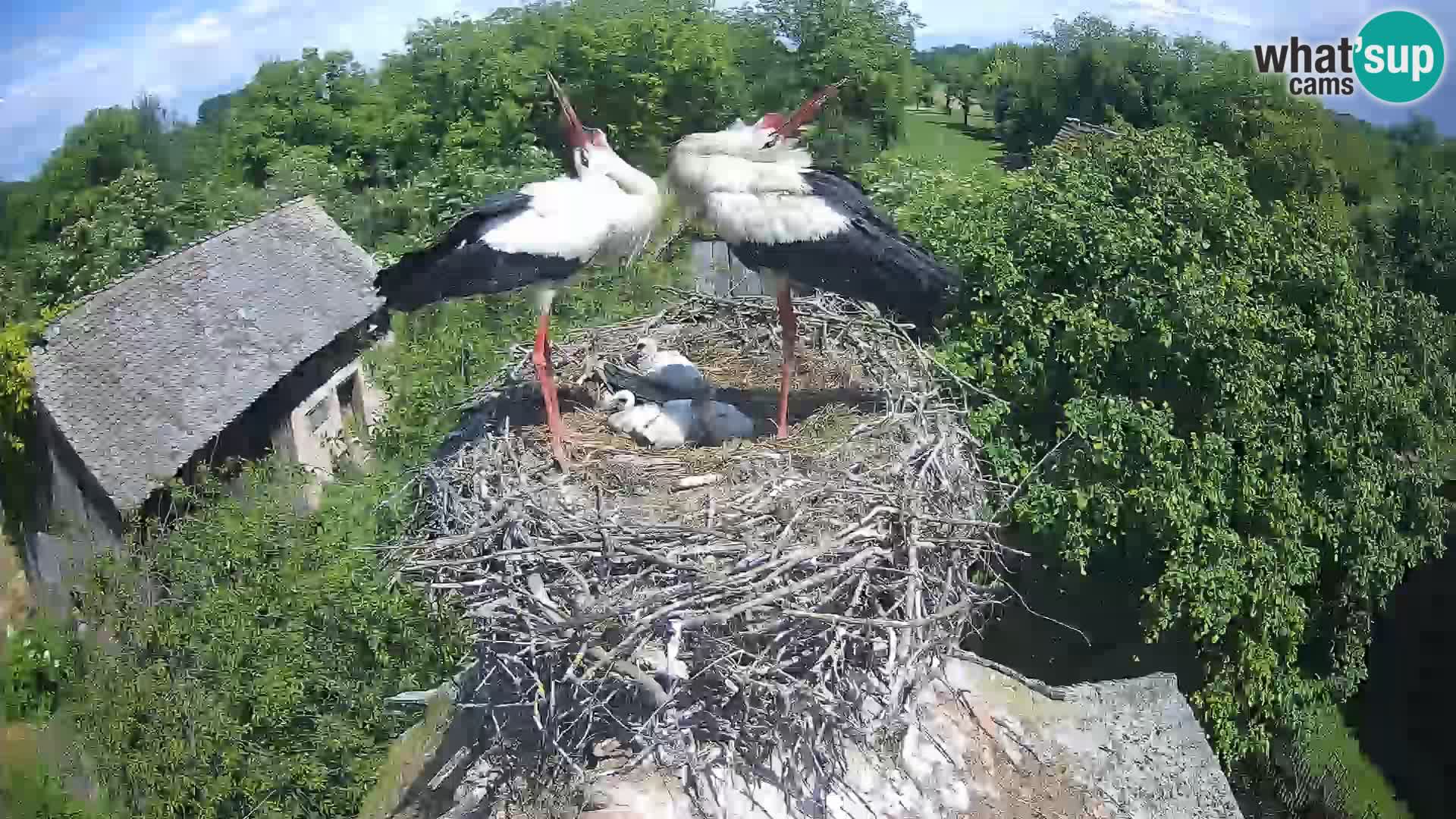 Live webcam European stork village – Lonjsko polje Nature Park