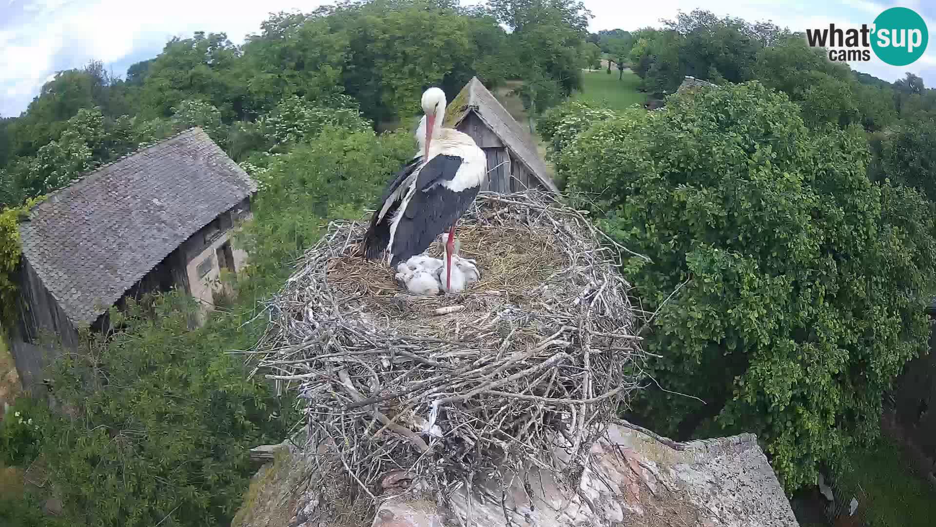 Villaggio delle cicogne europee webcam Parco naturale di Lonjsko polje