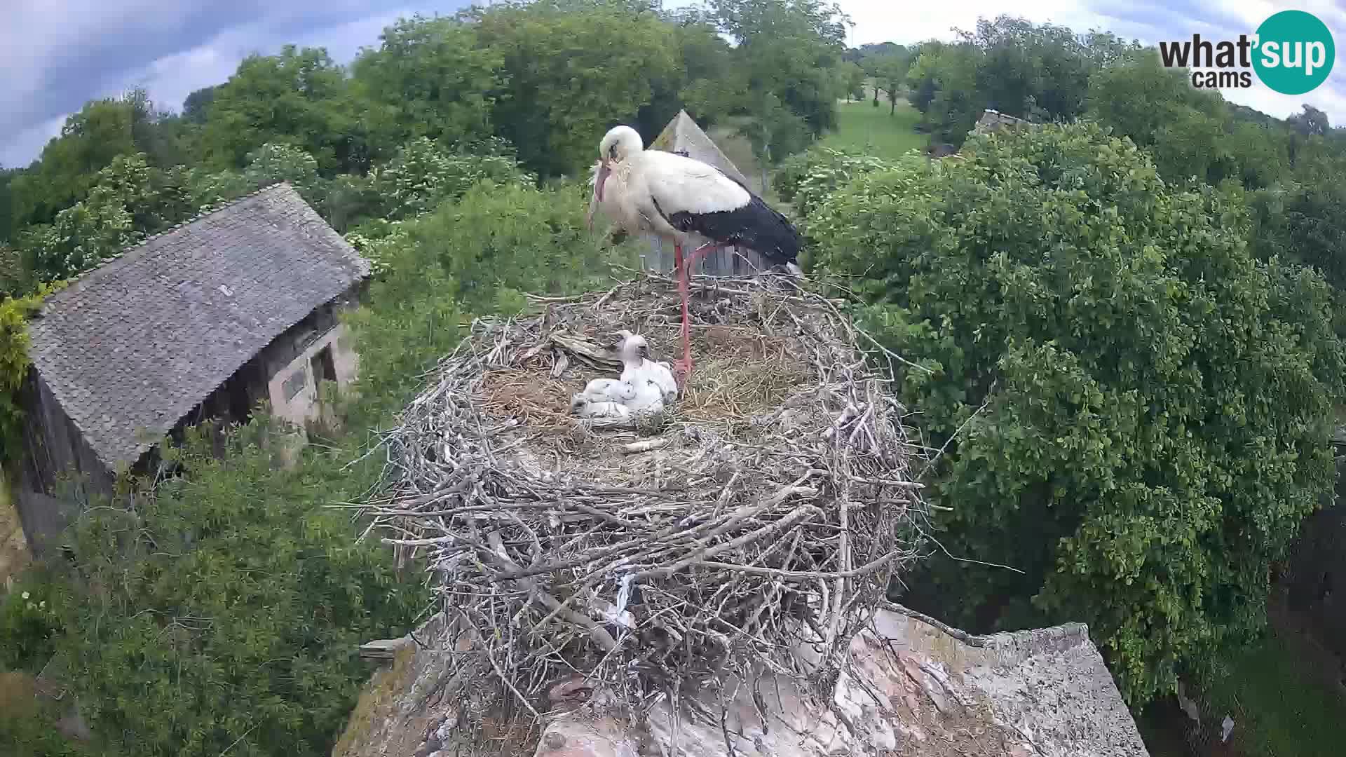 Villaggio delle cicogne europee webcam Parco naturale di Lonjsko polje
