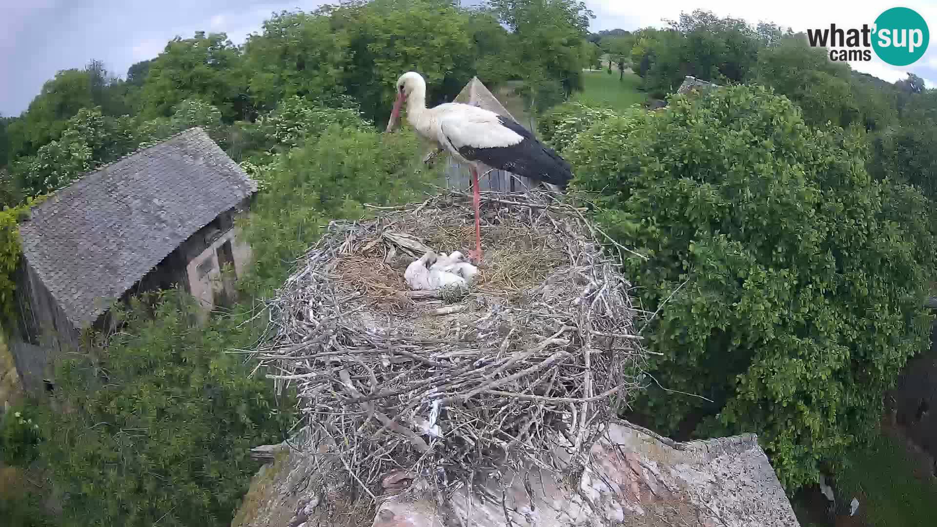 U živo Europsko selo roda – Park prirode Lonjsko polje