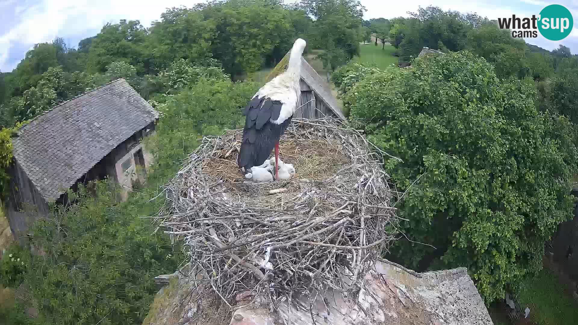 Webcam Europäisches Storchendorf – Naturpark Lonjsko polje