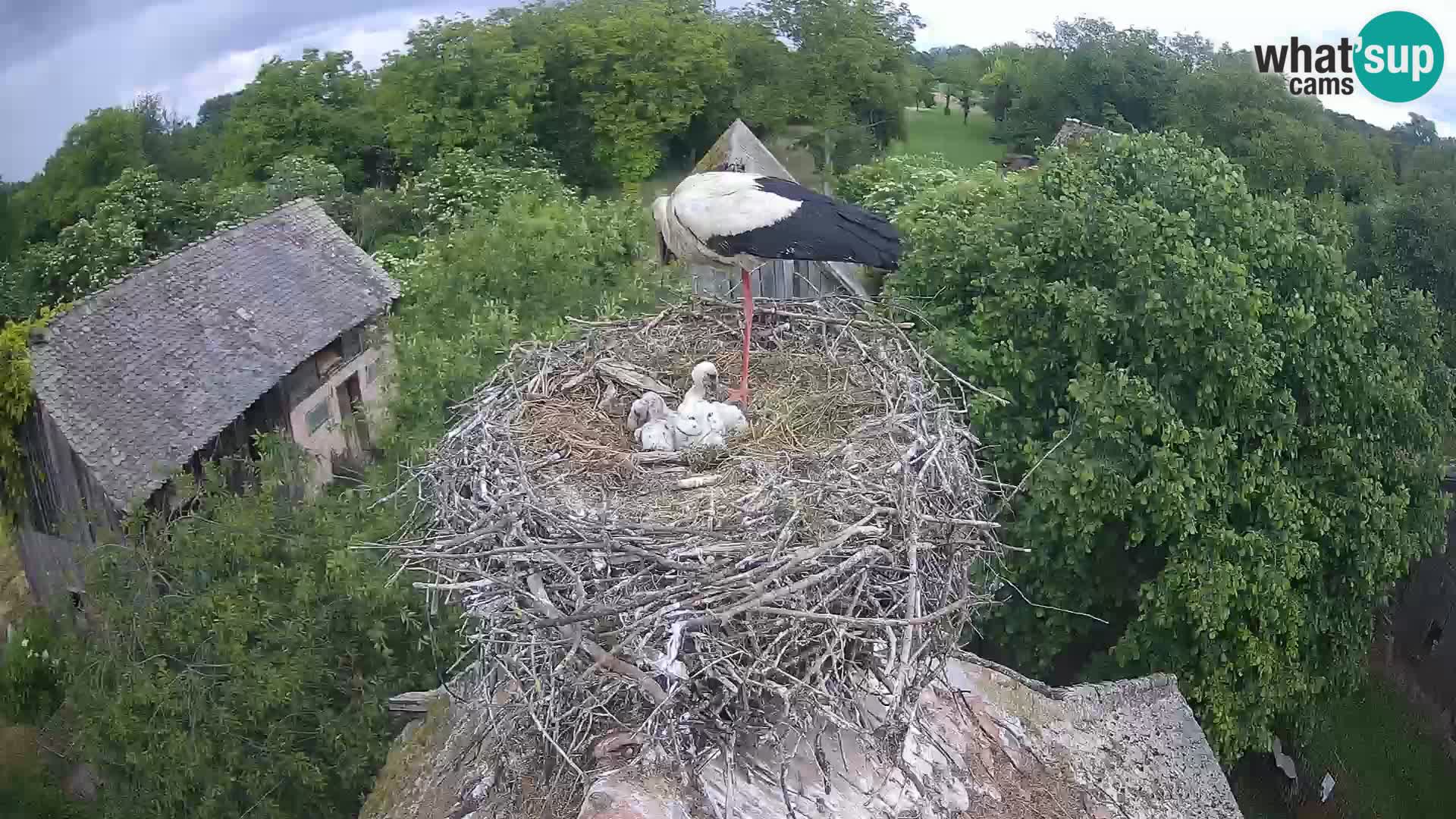 Live webcam European stork village – Lonjsko polje Nature Park