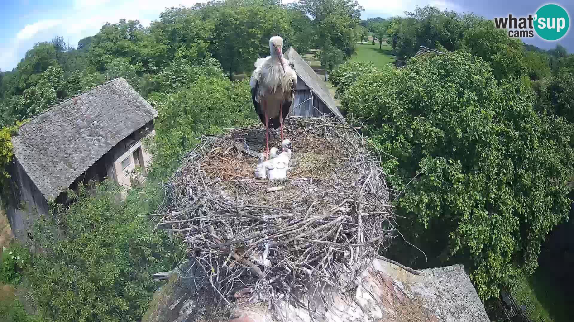 Villaggio delle cicogne europee webcam Parco naturale di Lonjsko polje