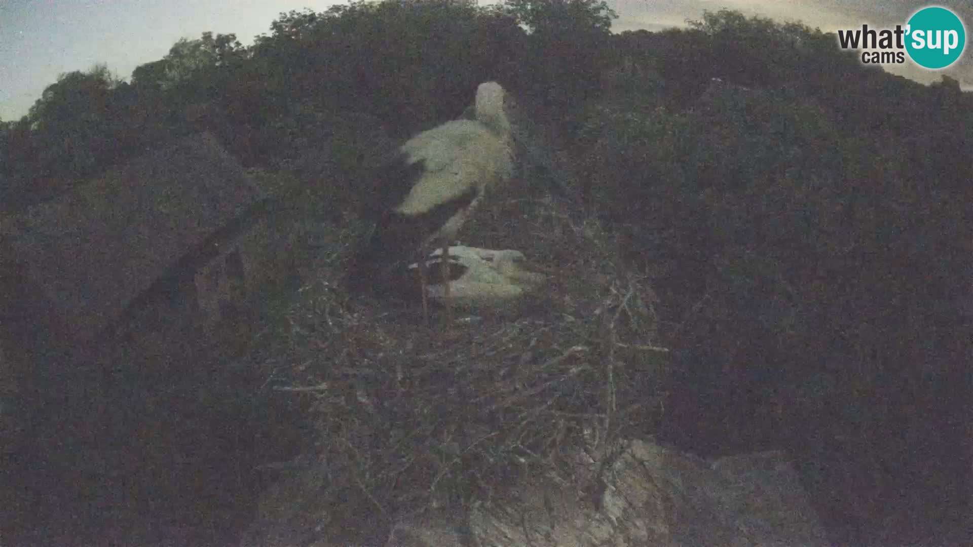 Webcam Europäisches Storchendorf – Naturpark Lonjsko polje