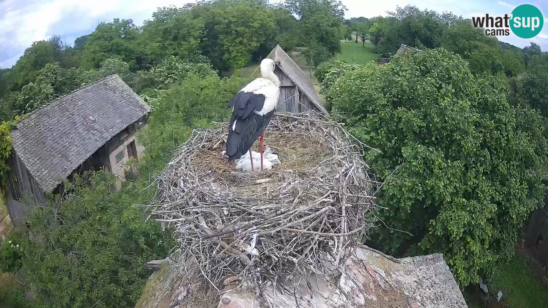 Villaggio delle cicogne europee webcam Parco naturale di Lonjsko polje