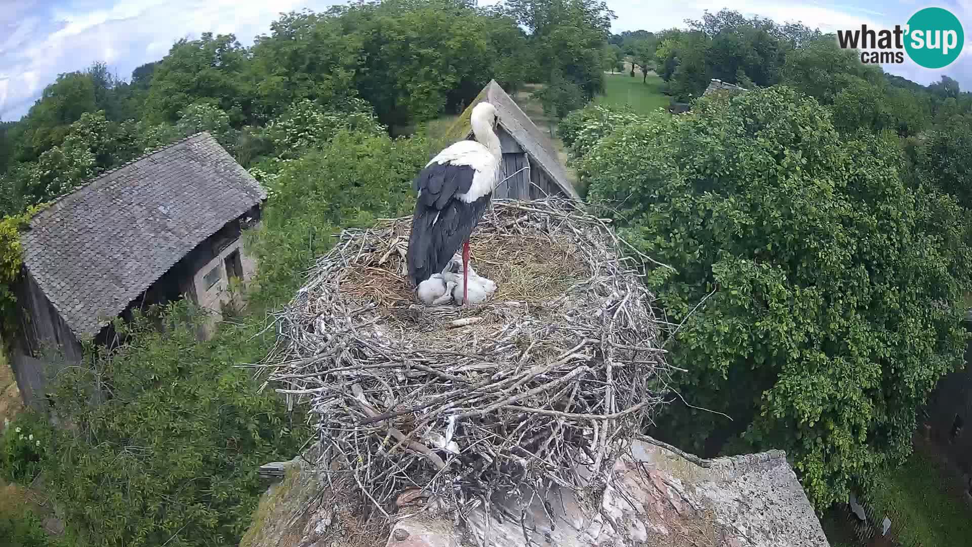 Live webcam European stork village – Lonjsko polje Nature Park