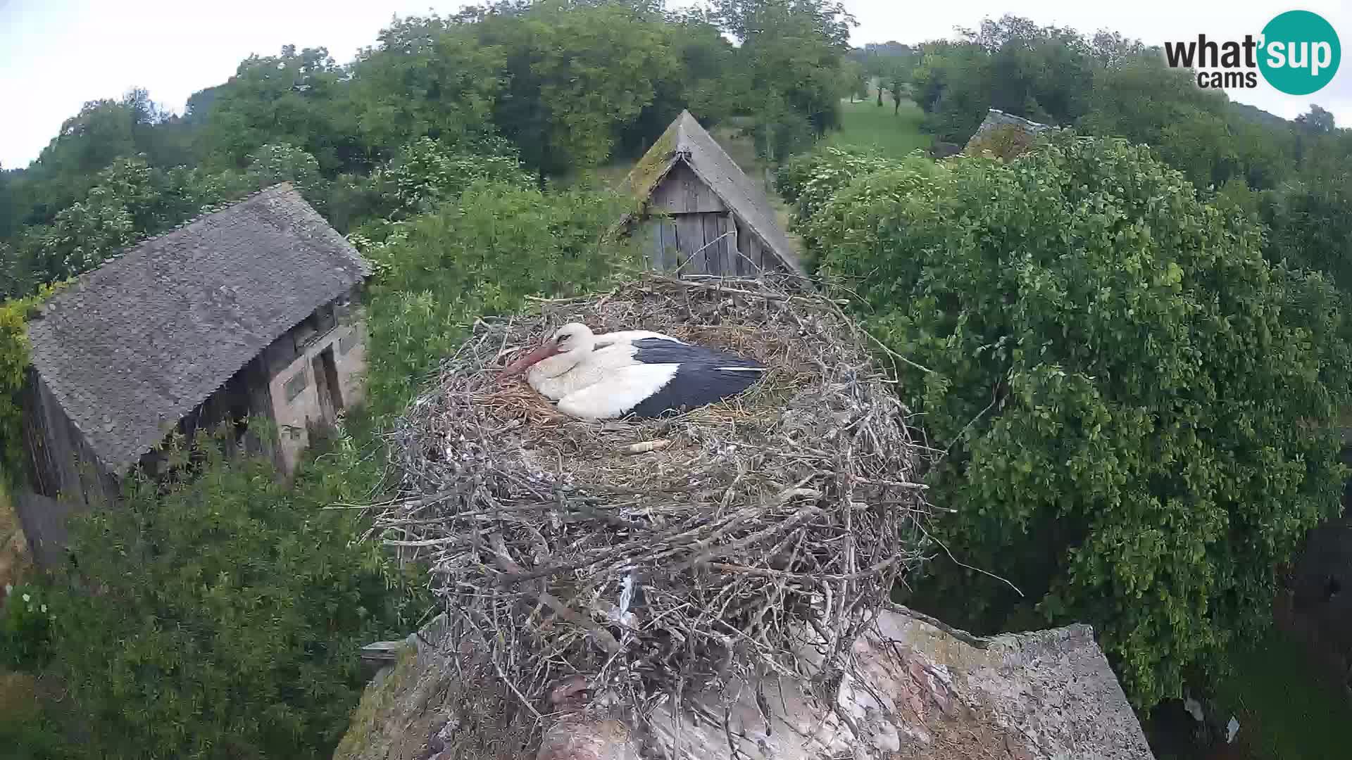Pueblo europeo de cigüeñas camera en vivo Parque Natural Lonjsko polje