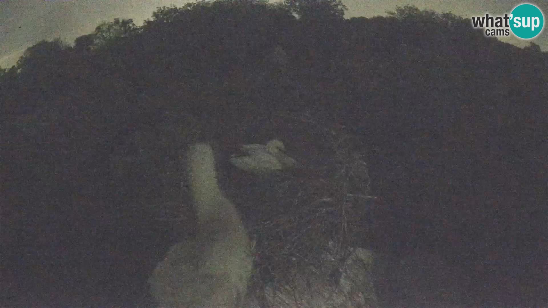 Pueblo europeo de cigüeñas camera en vivo Parque Natural Lonjsko polje