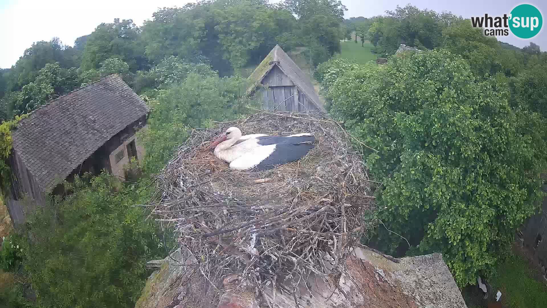 Live webcam European stork village – Lonjsko polje Nature Park