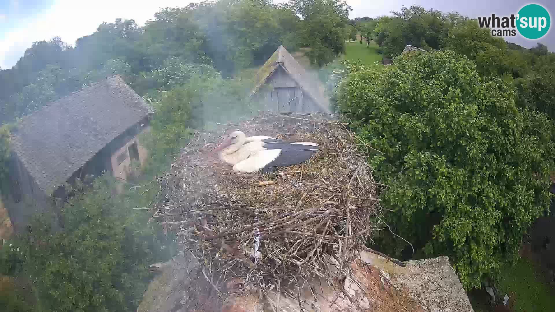 Villaggio delle cicogne europee webcam Parco naturale di Lonjsko polje