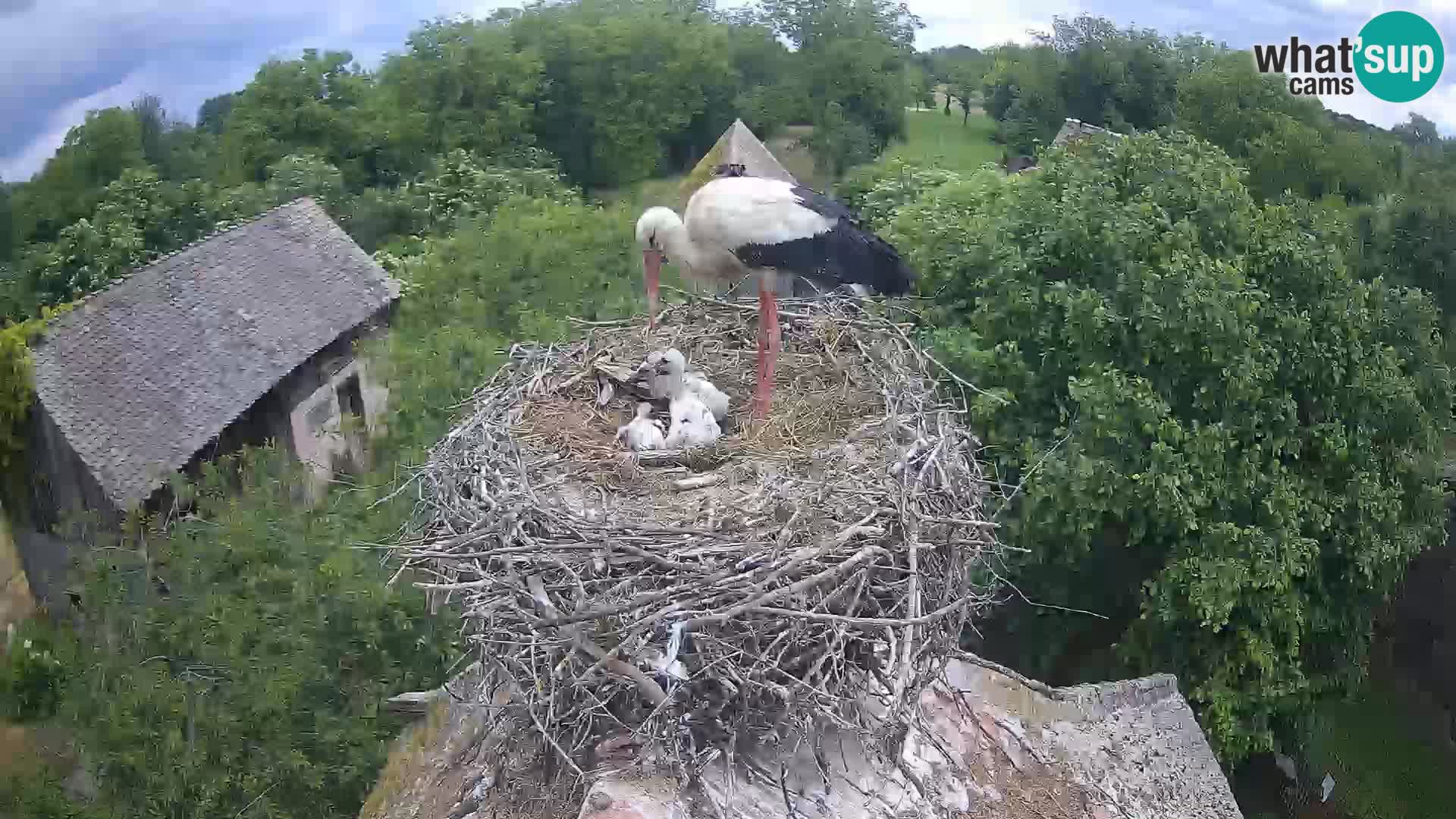 Pueblo europeo de cigüeñas camera en vivo Parque Natural Lonjsko polje