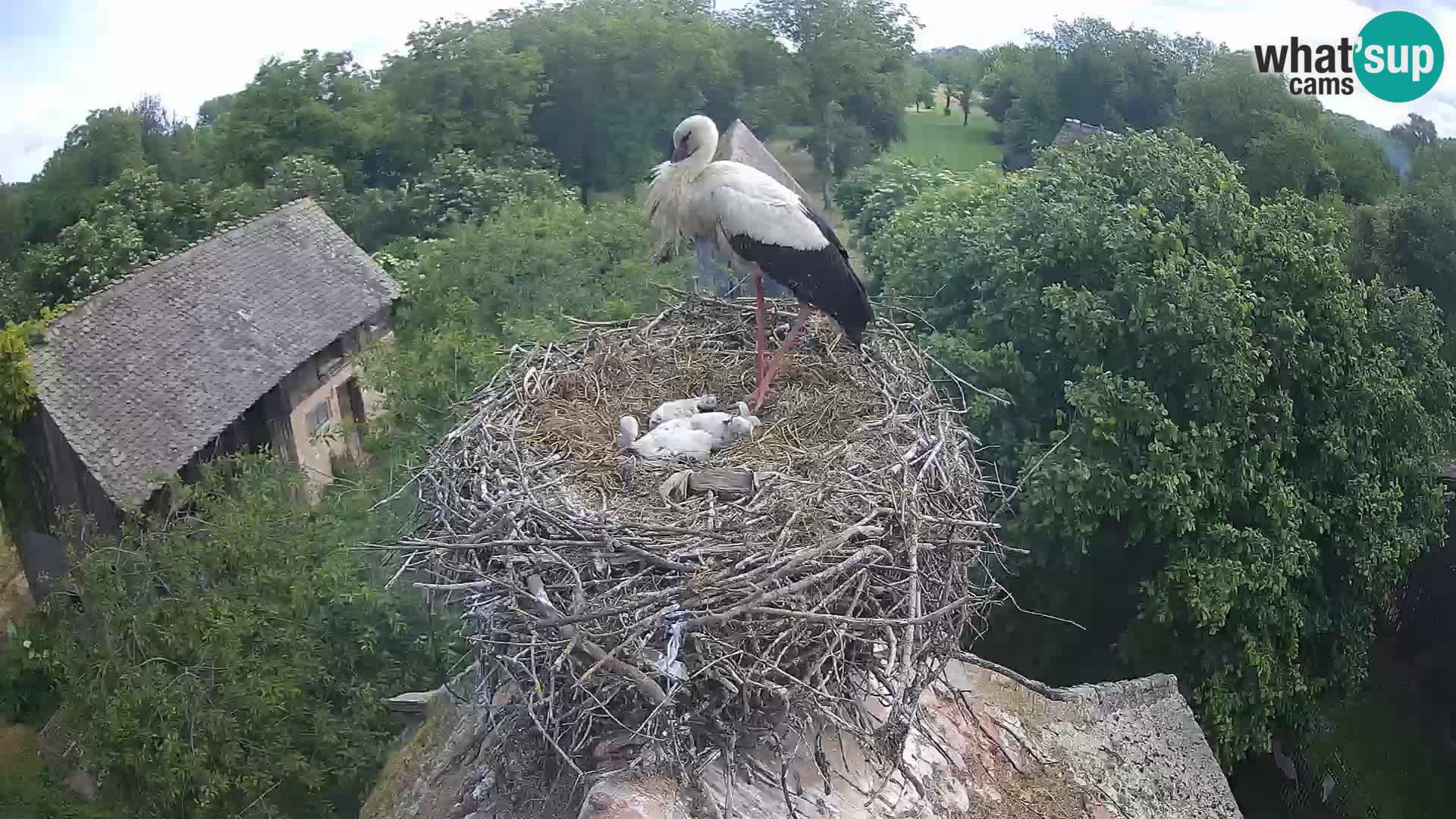 Villaggio delle cicogne europee webcam Parco naturale di Lonjsko polje