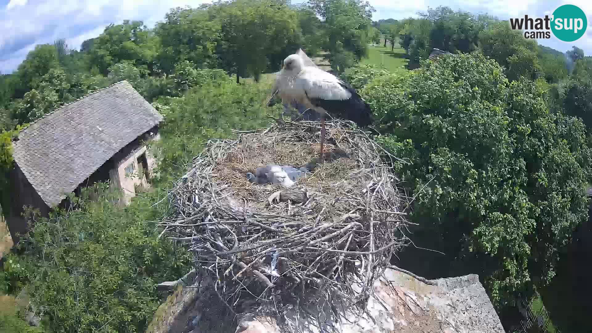 Live webcam European stork village – Lonjsko polje Nature Park