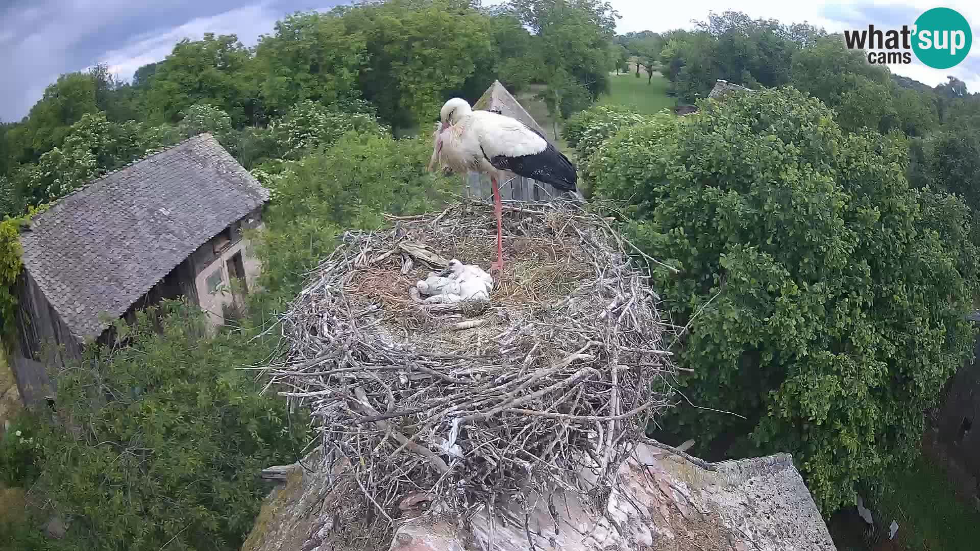 Villaggio delle cicogne europee webcam Parco naturale di Lonjsko polje