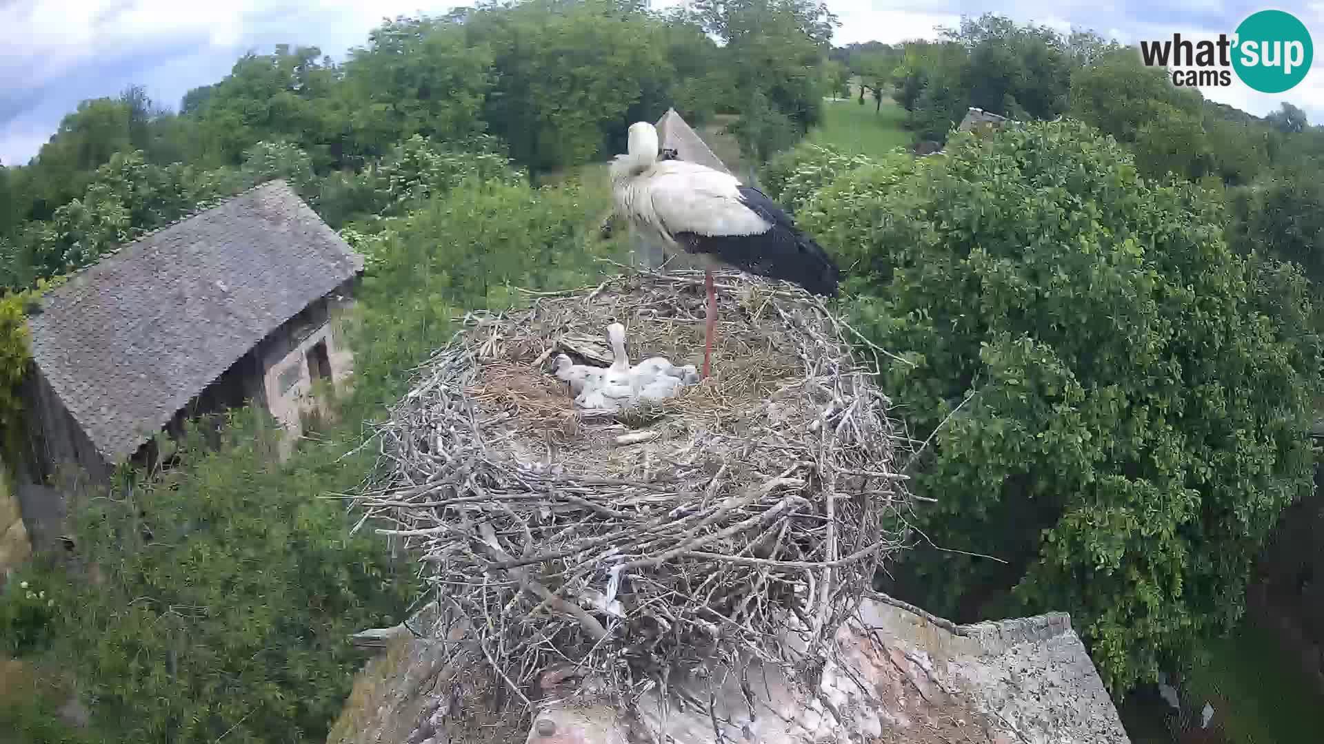 Village européen de cigognes webcam Parc naturel de Lonjsko polje