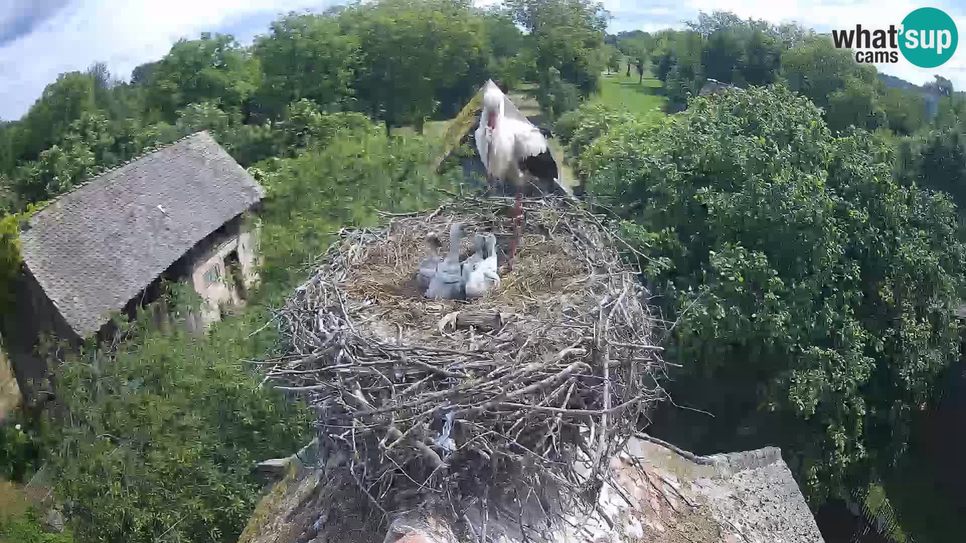 Live webcam European stork village – Lonjsko polje Nature Park