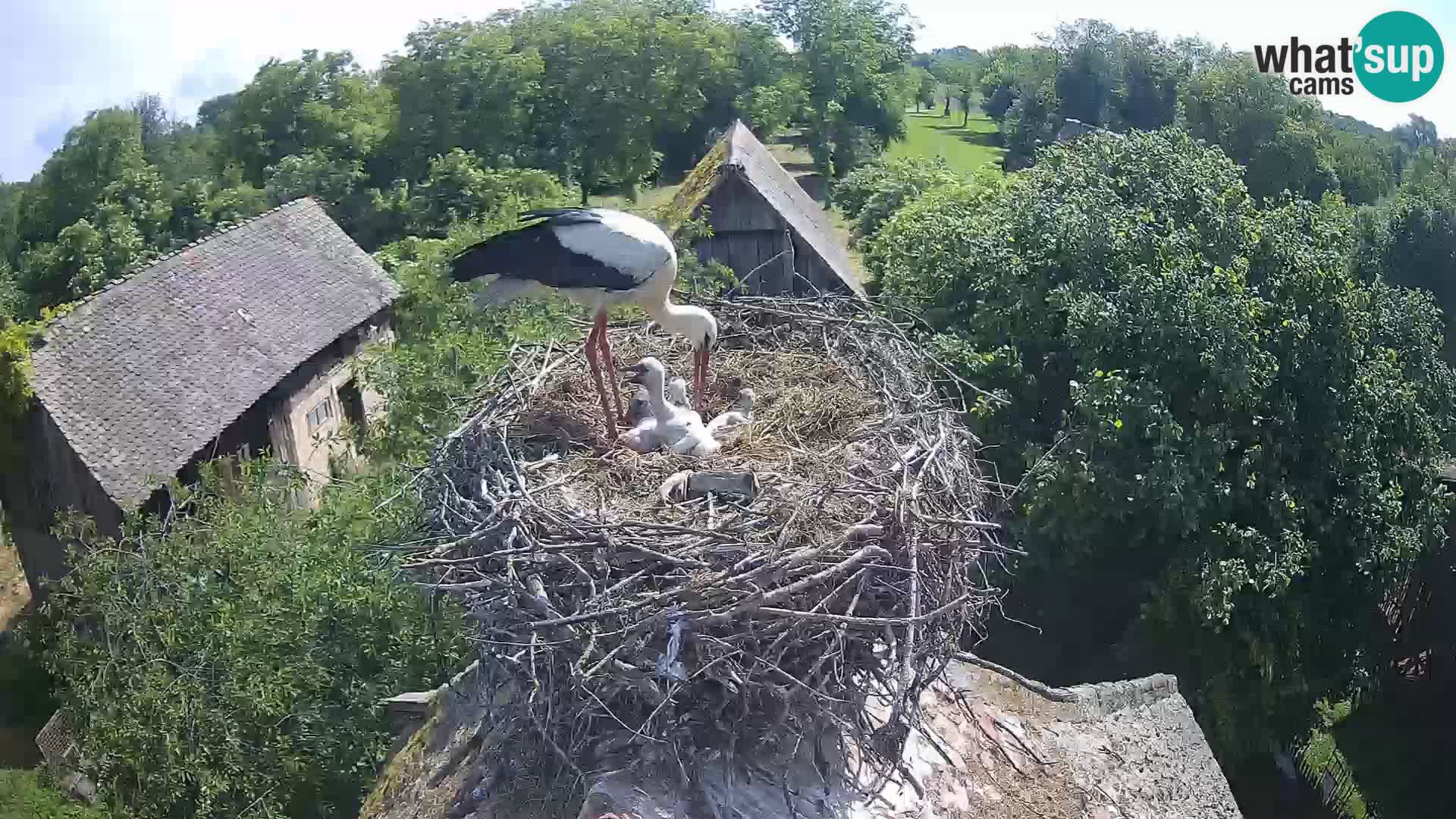 Villaggio delle cicogne europee webcam Parco naturale di Lonjsko polje