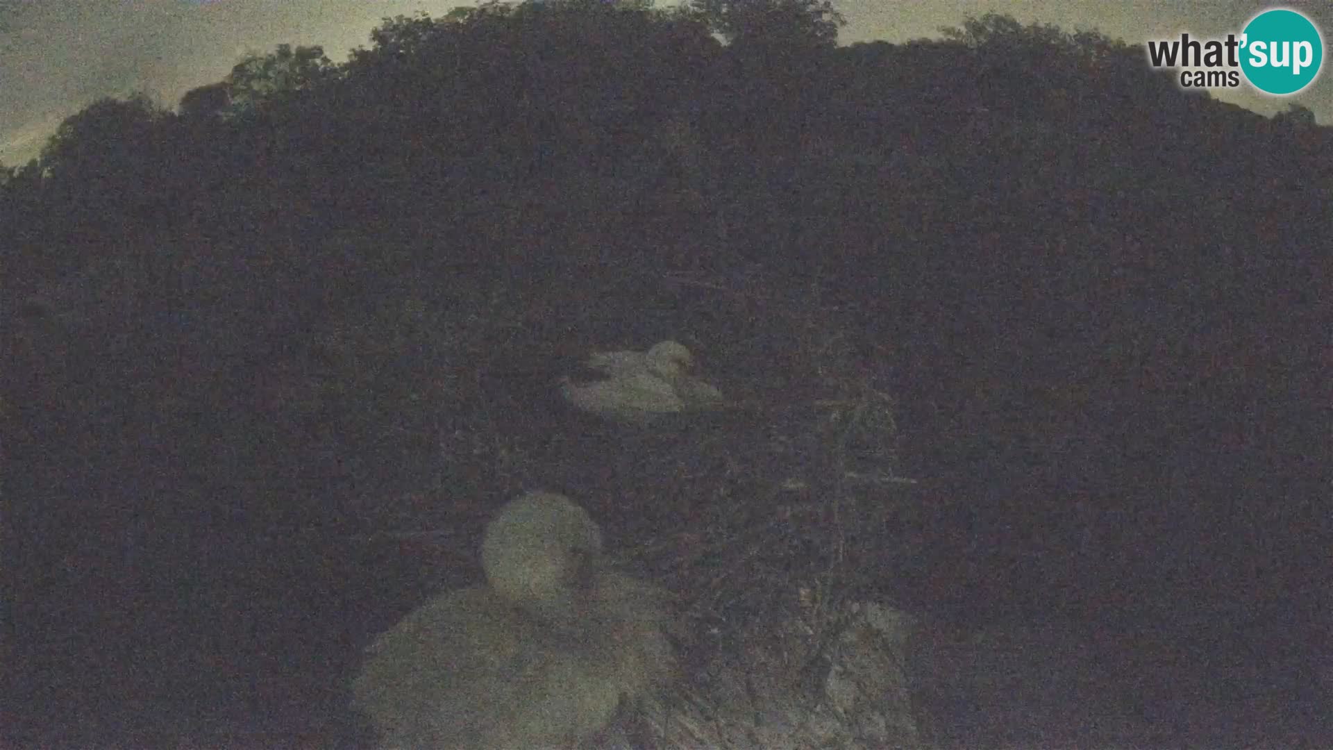 Live webcam European stork village – Lonjsko polje Nature Park
