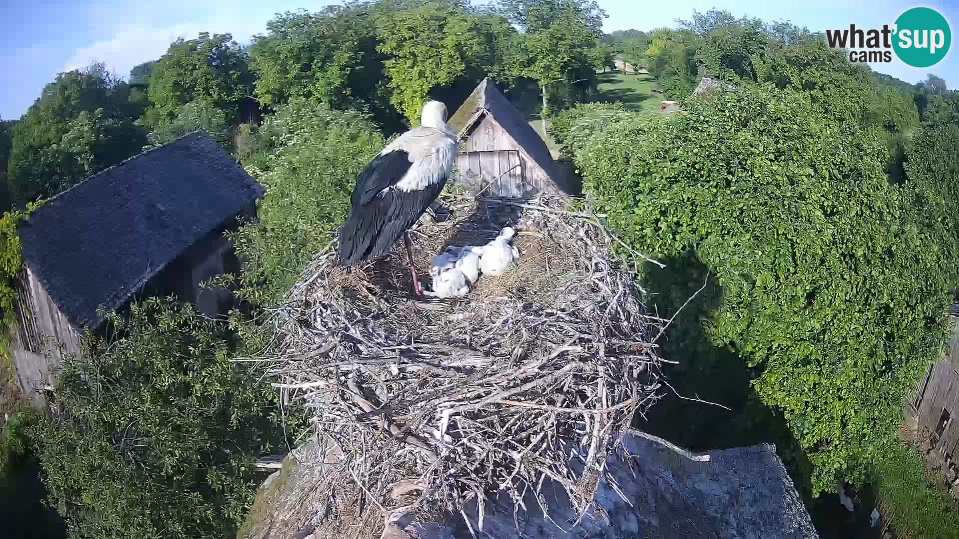 Village européen de cigognes webcam Parc naturel de Lonjsko polje