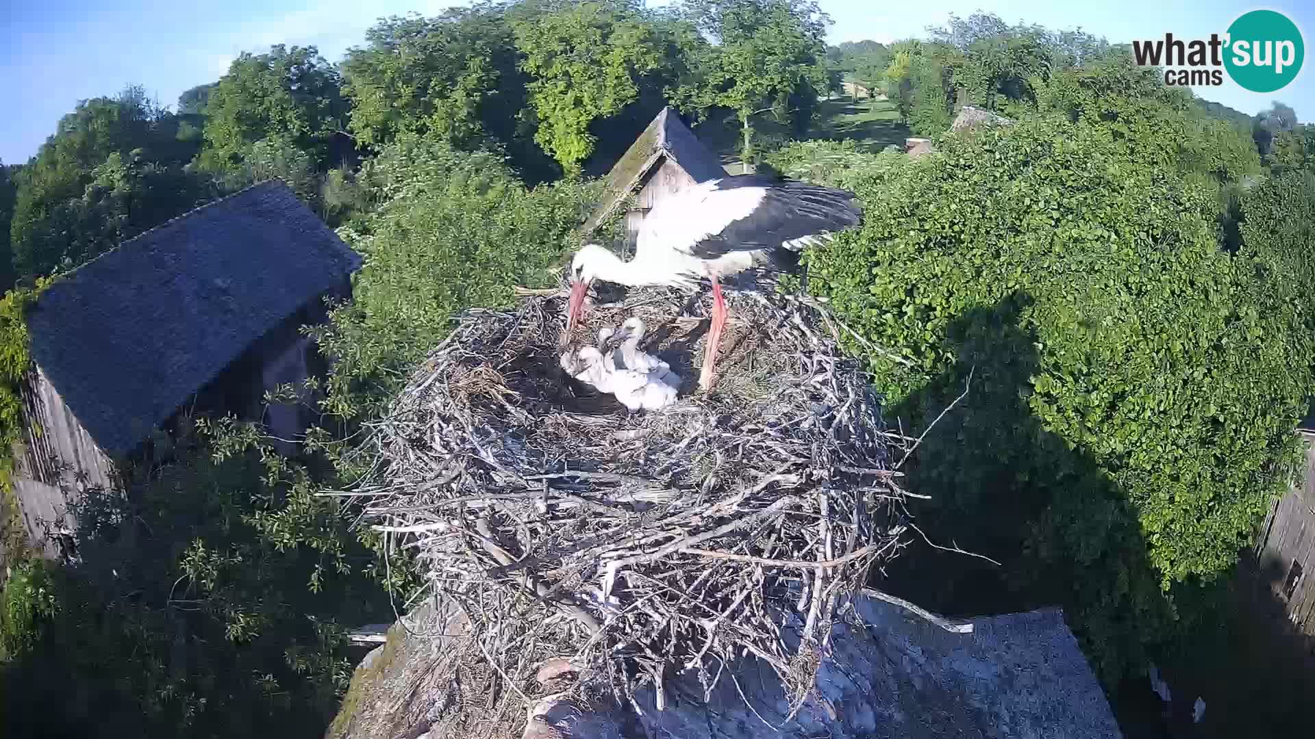 Villaggio delle cicogne europee webcam Parco naturale di Lonjsko polje
