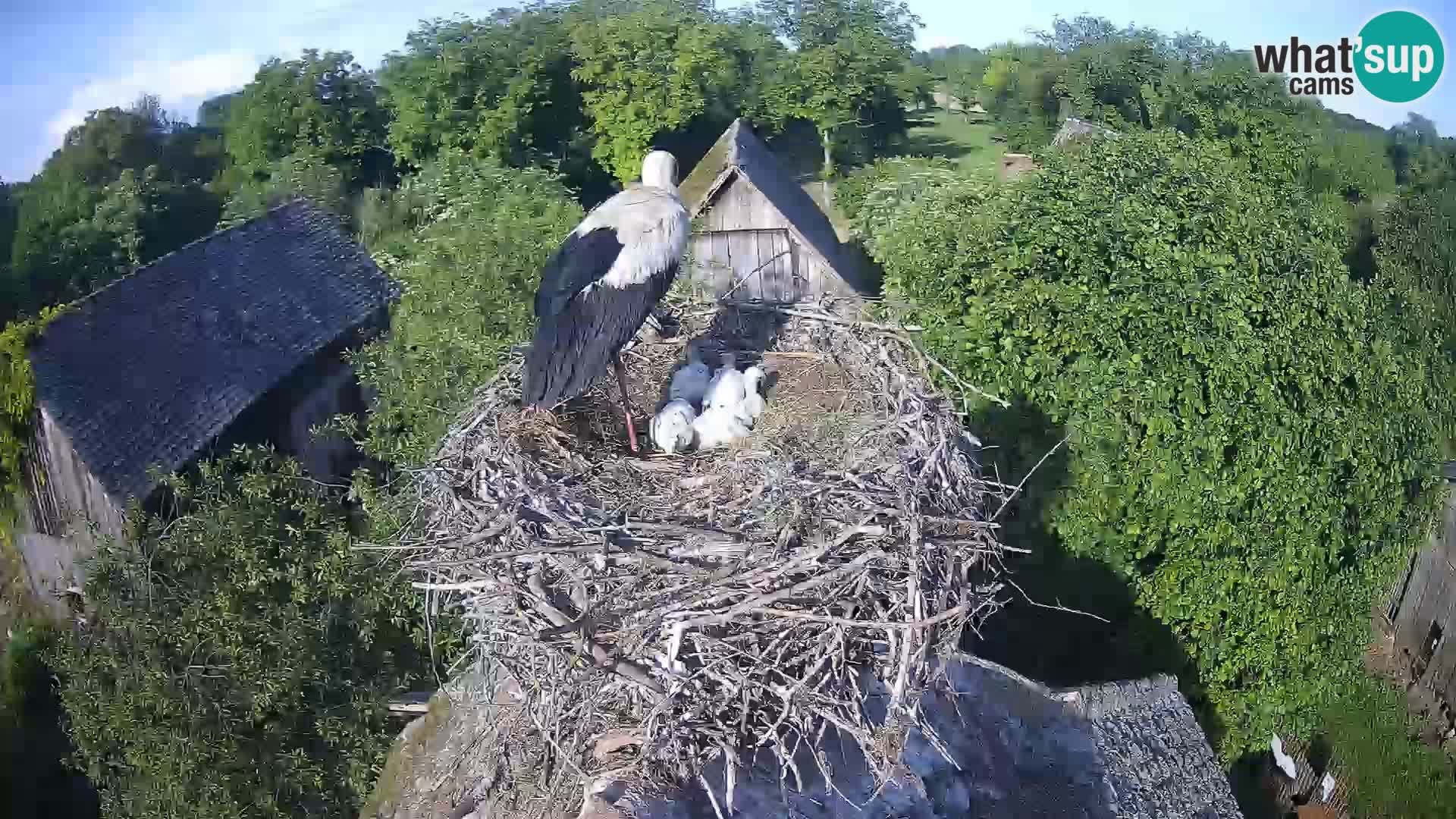Village européen de cigognes webcam Parc naturel de Lonjsko polje
