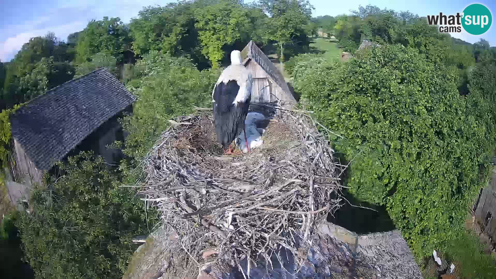 Pueblo europeo de cigüeñas camera en vivo Parque Natural Lonjsko polje