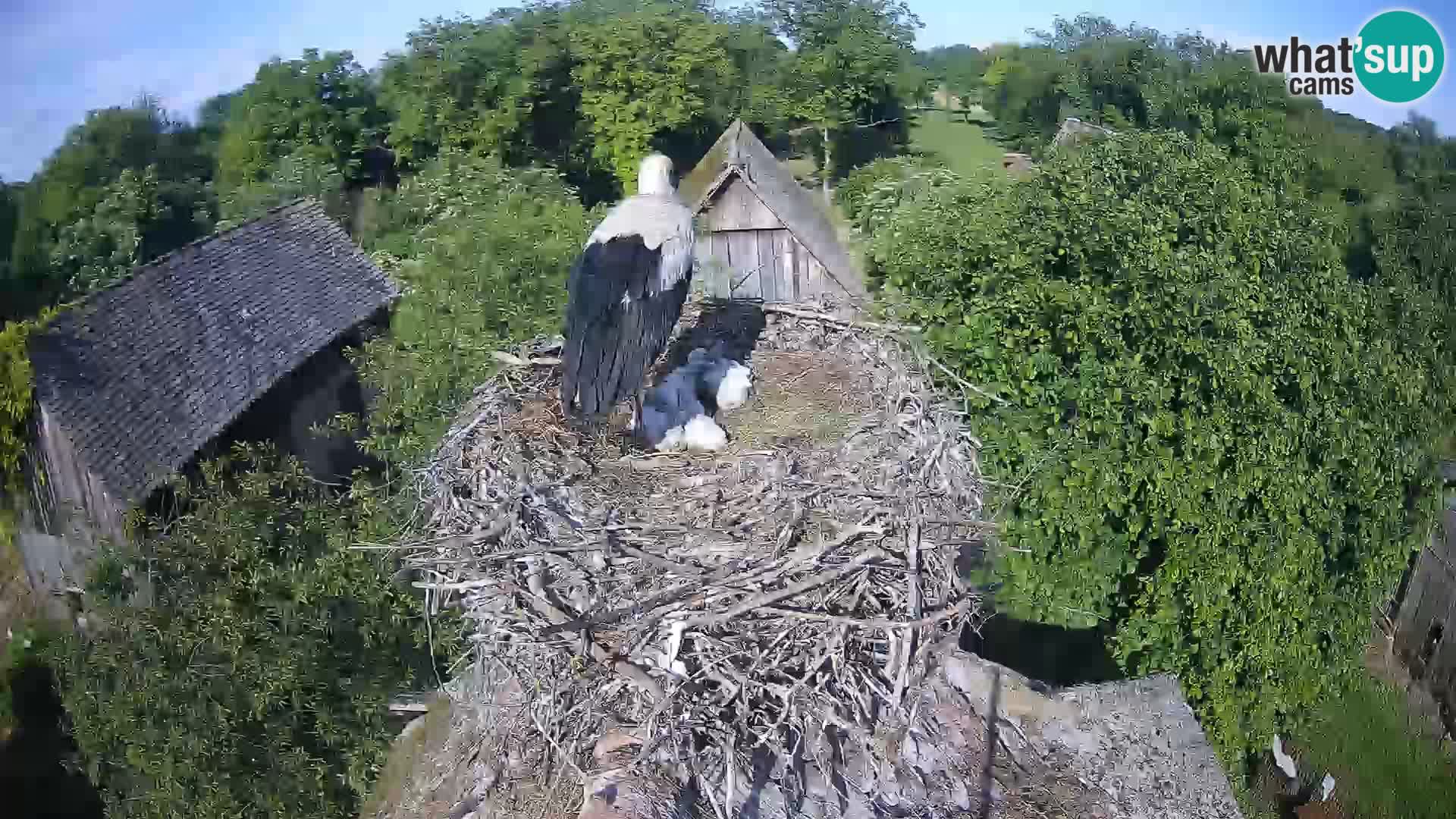 Village européen de cigognes webcam Parc naturel de Lonjsko polje