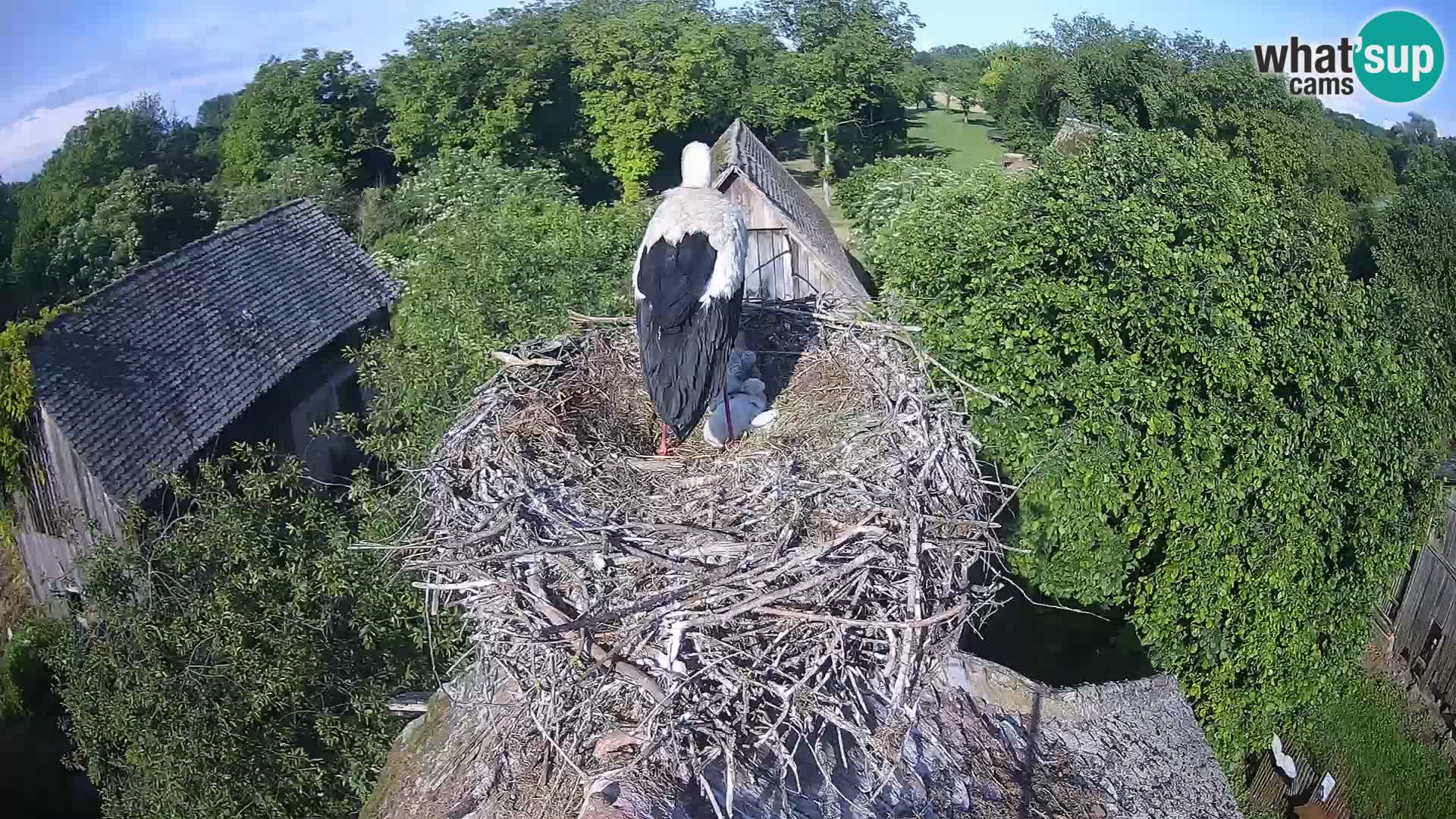Villaggio delle cicogne europee webcam Parco naturale di Lonjsko polje