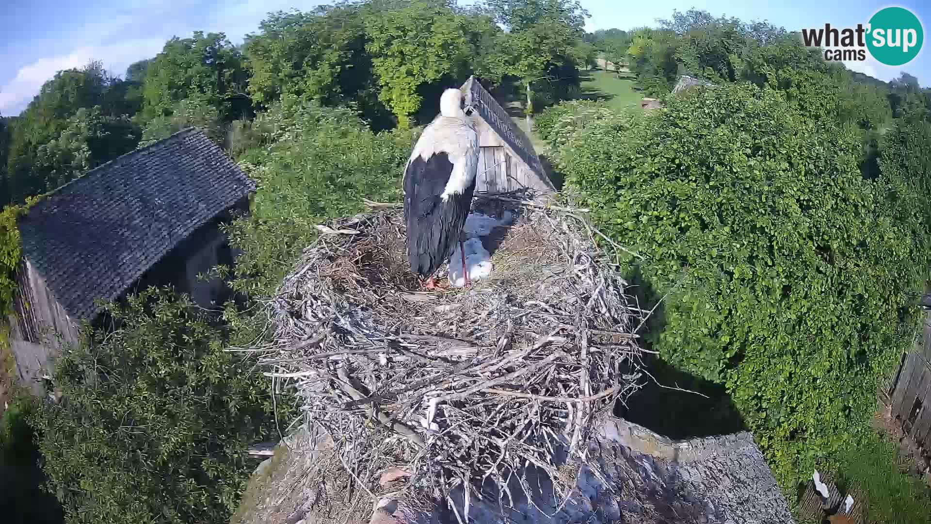 Webcam Europäisches Storchendorf – Naturpark Lonjsko polje