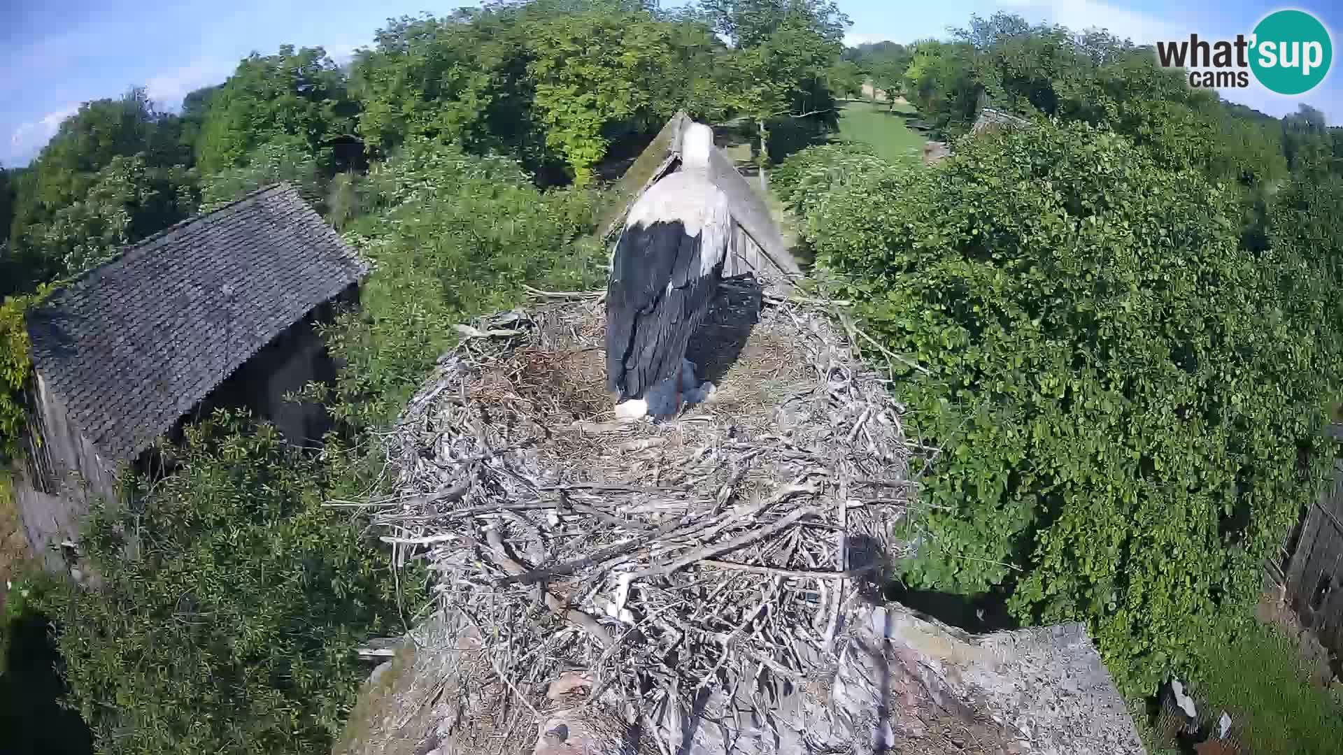 U živo Europsko selo roda – Park prirode Lonjsko polje