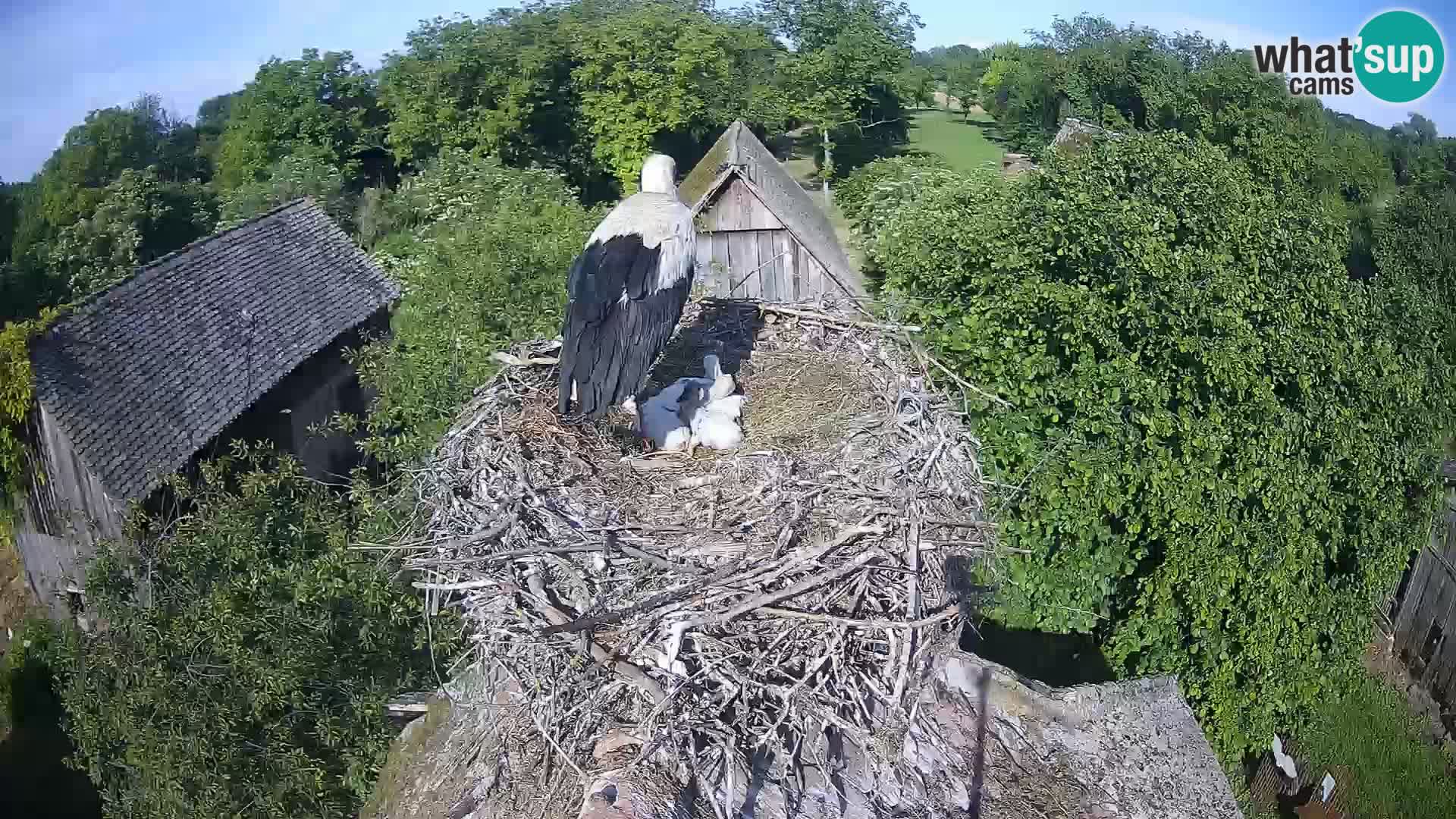 Pueblo europeo de cigüeñas camera en vivo Parque Natural Lonjsko polje