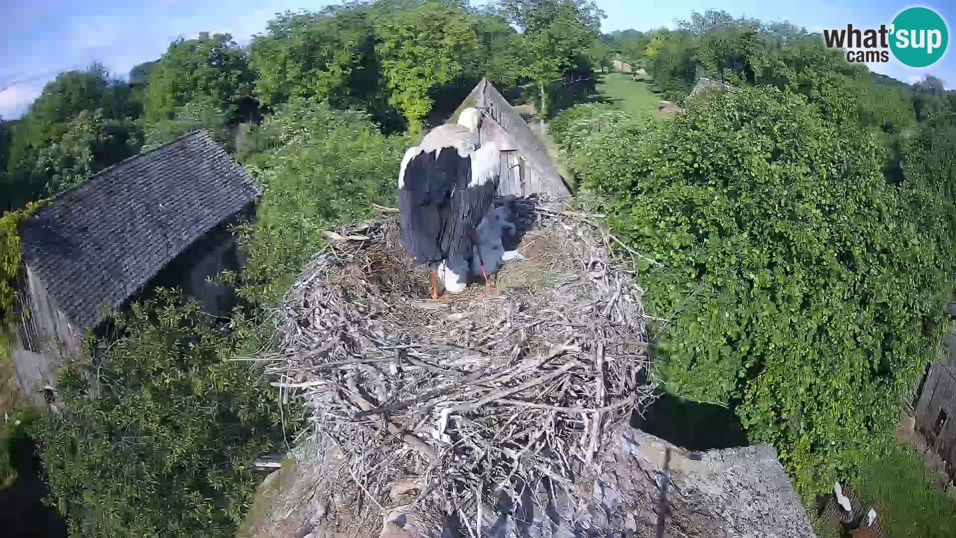 U živo Europsko selo roda – Park prirode Lonjsko polje