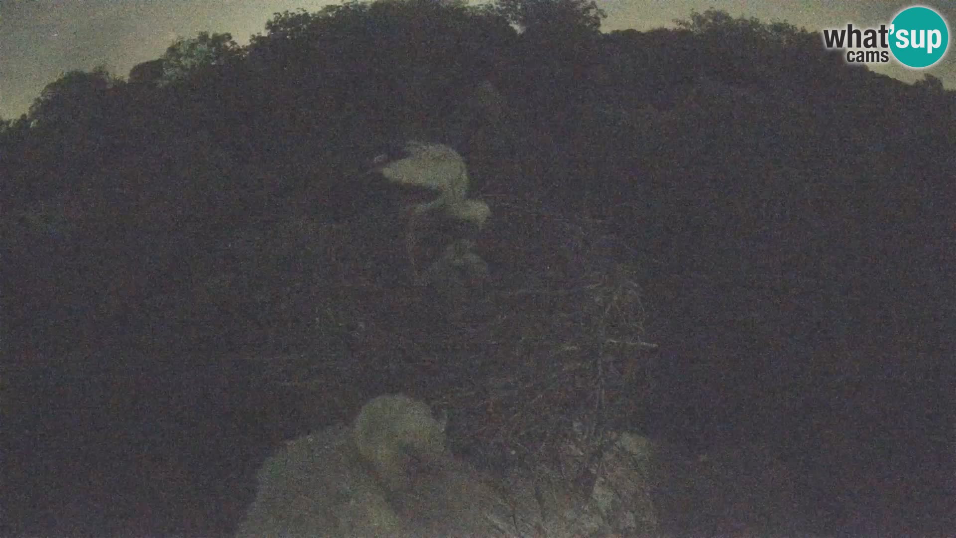 Evropska vas štorklje – Krajinski park Lonjsko polje spletna kamera