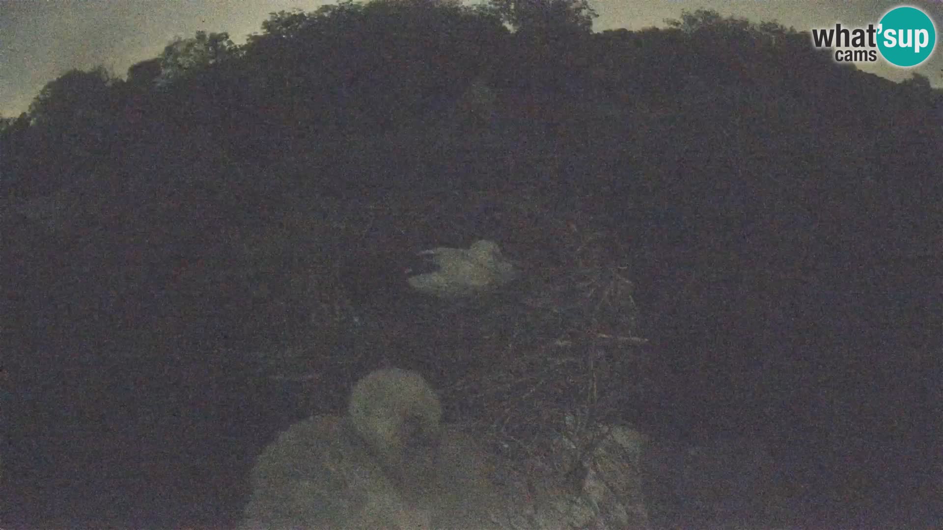 Village européen de cigognes webcam Parc naturel de Lonjsko polje