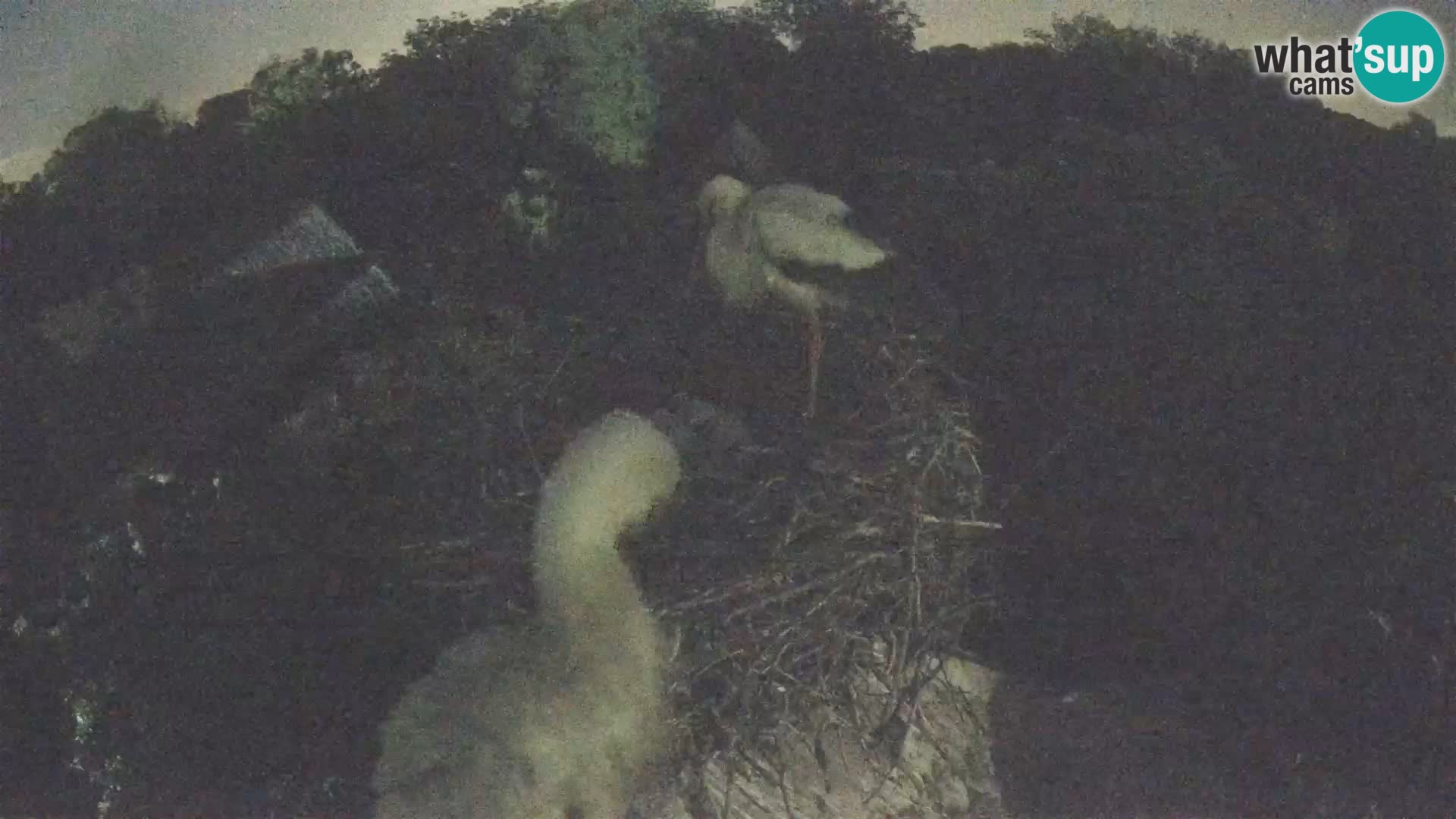 Webcam Europäisches Storchendorf – Naturpark Lonjsko polje