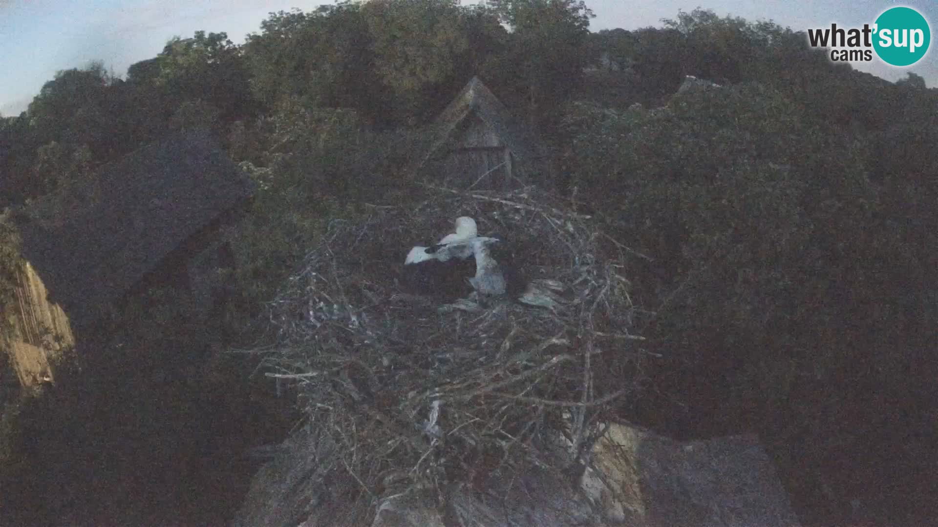 Village européen de cigognes webcam Parc naturel de Lonjsko polje