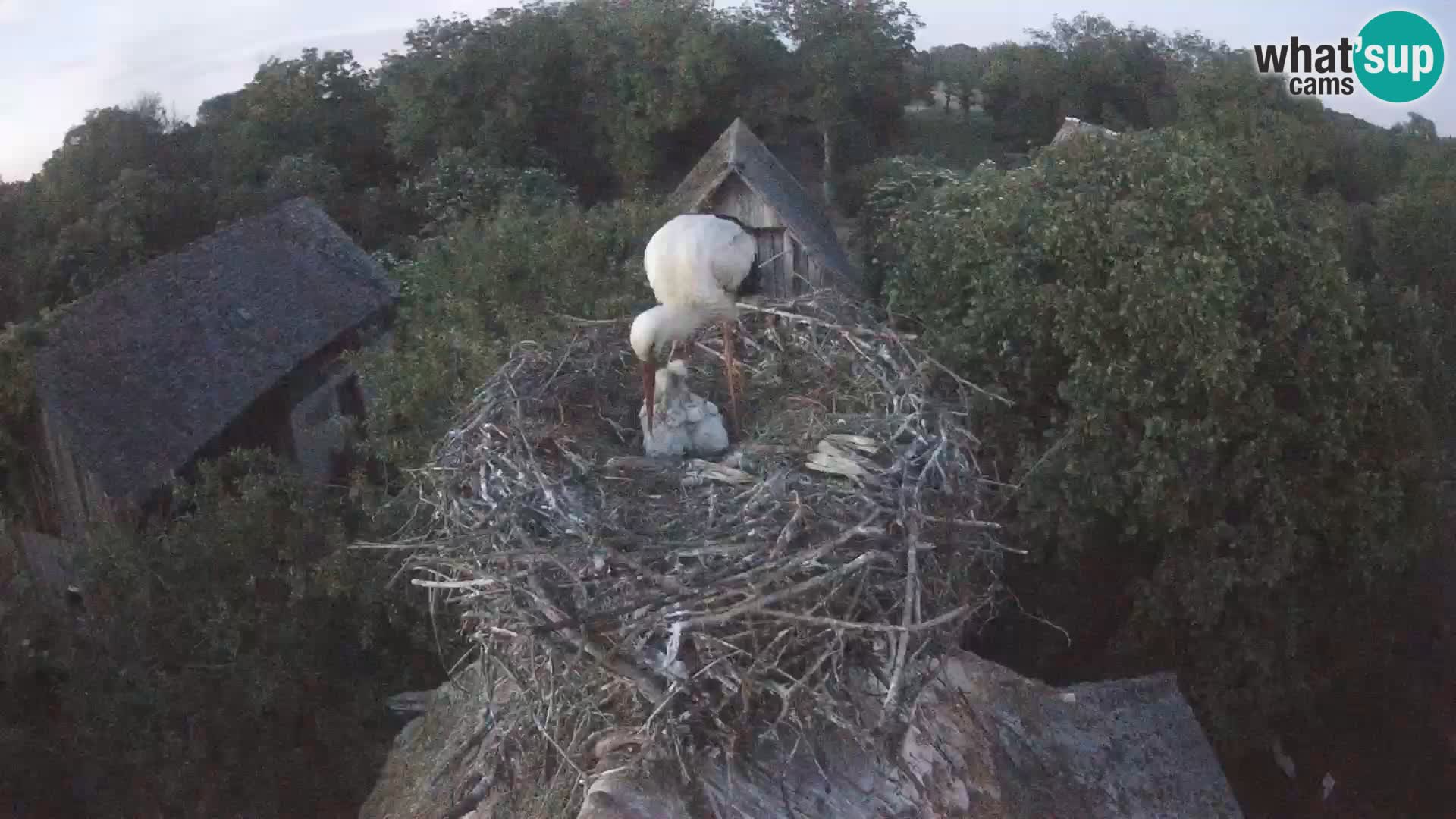 Webcam Europäisches Storchendorf – Naturpark Lonjsko polje