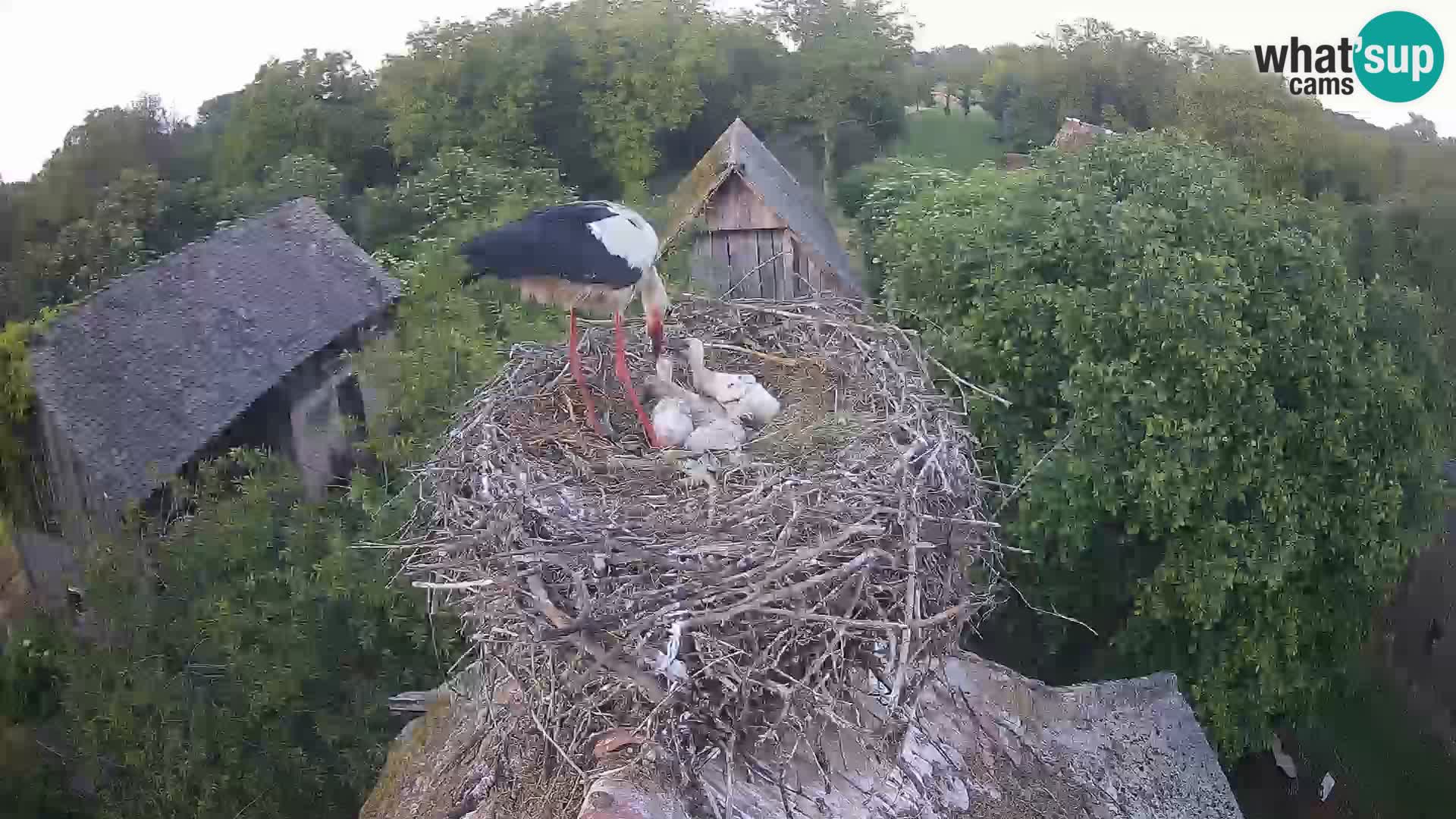Live webcam European stork village – Lonjsko polje Nature Park