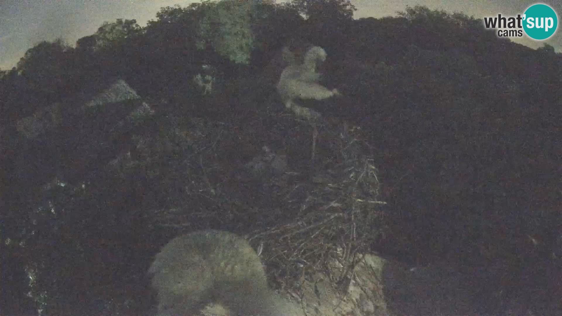 Live webcam European stork village – Lonjsko polje Nature Park