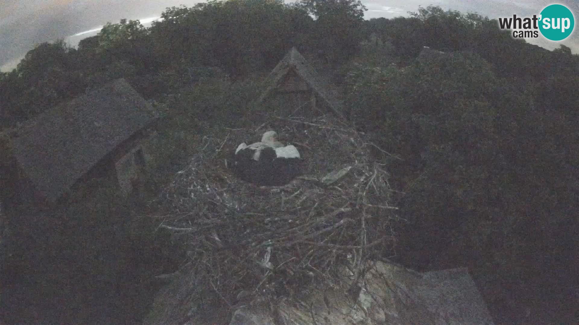 Live webcam European stork village – Lonjsko polje Nature Park