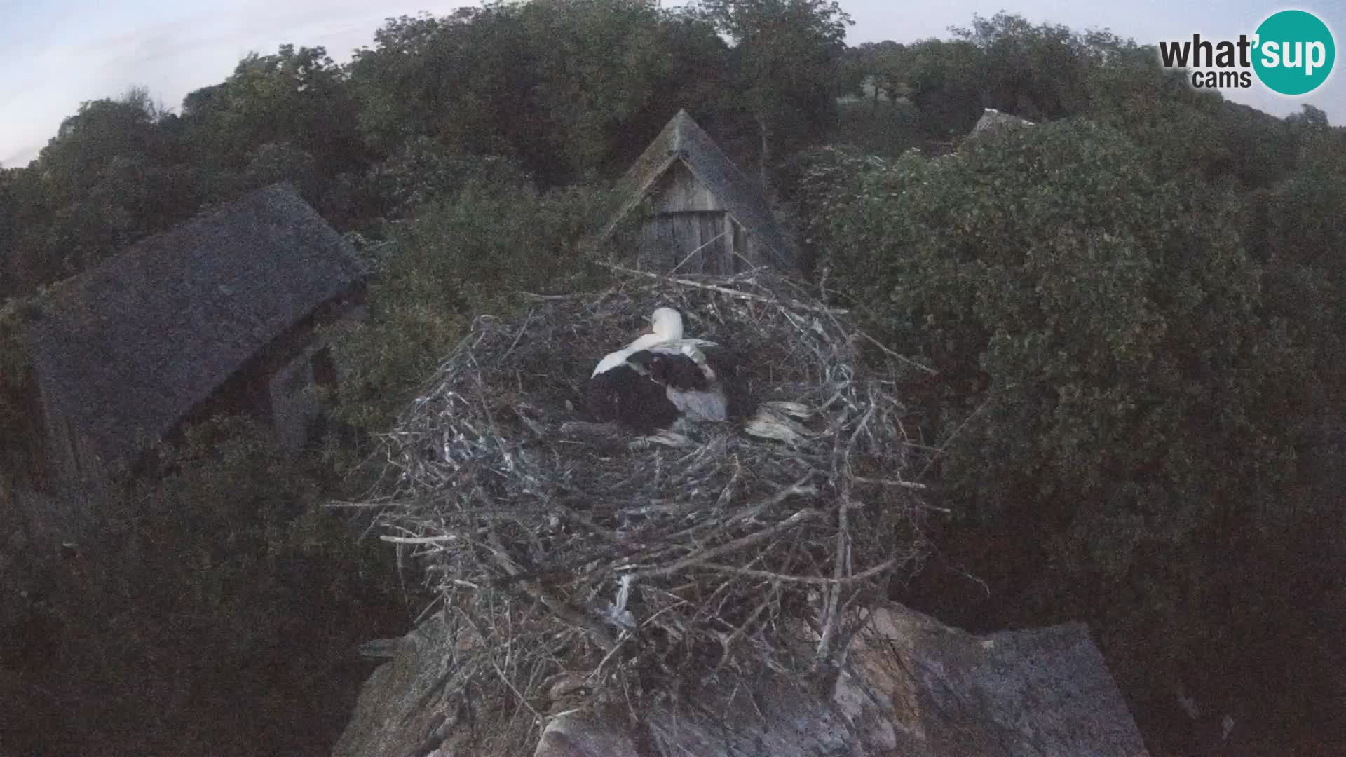 Pueblo europeo de cigüeñas camera en vivo Parque Natural Lonjsko polje