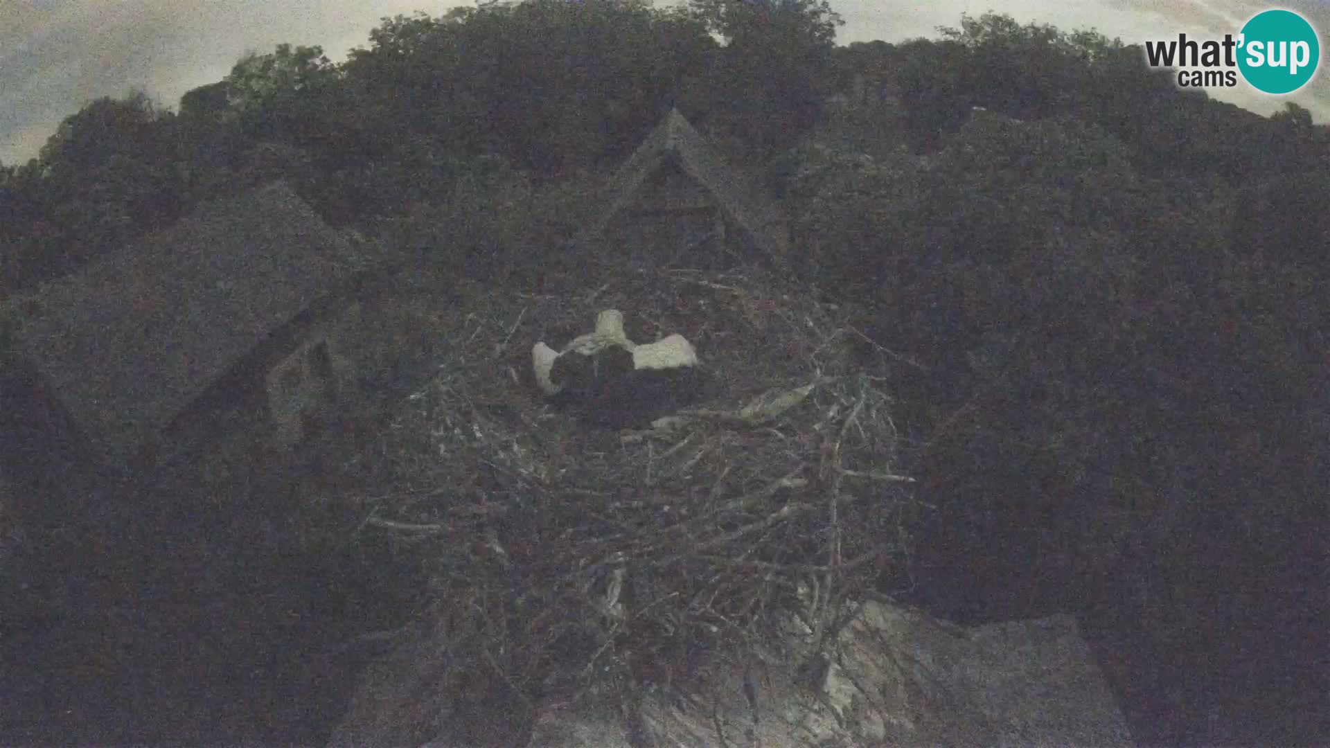 Village européen de cigognes webcam Parc naturel de Lonjsko polje