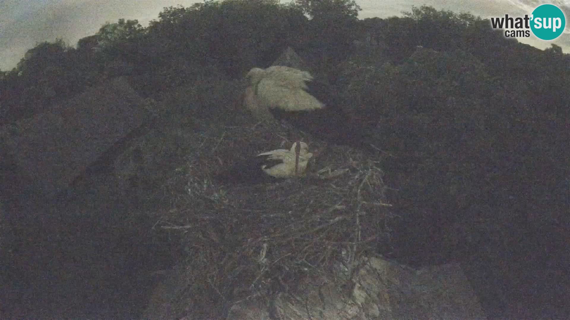 Village européen de cigognes webcam Parc naturel de Lonjsko polje